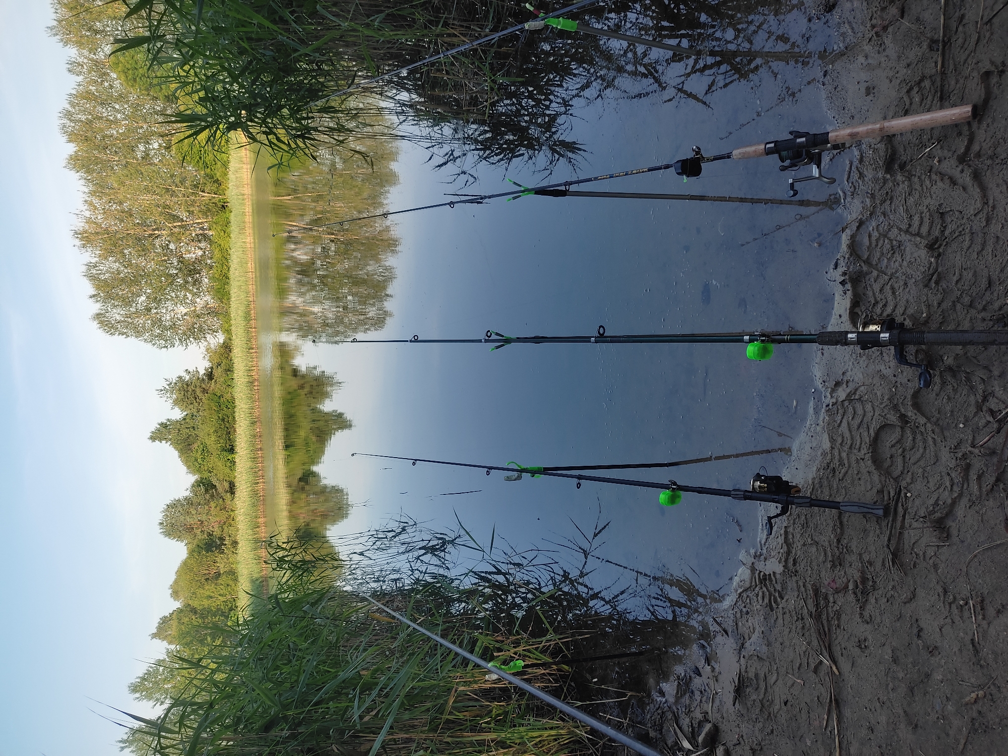 The image shows a serene fishing scene by a lake or river. Several fishing rods are set up along the muddy bank, their tips dipping into the calm water. The rods are equipped with reels, and some have bright green bite indicators attached. Tall reeds and grasses grow along the water's edge, partially obscuring the fishing lines.
In the background, lush green trees and vegetation are reflected in the water, creating a mirror-like effect. The sky is a soft blue, suggesting it is either early morning or late afternoon. The overall atmosphere is peaceful and tranquil, perfect for a relaxing day of fishing. There is no visible text in the image. The scene is characterized by natural elements and the quiet anticipation of a catch.