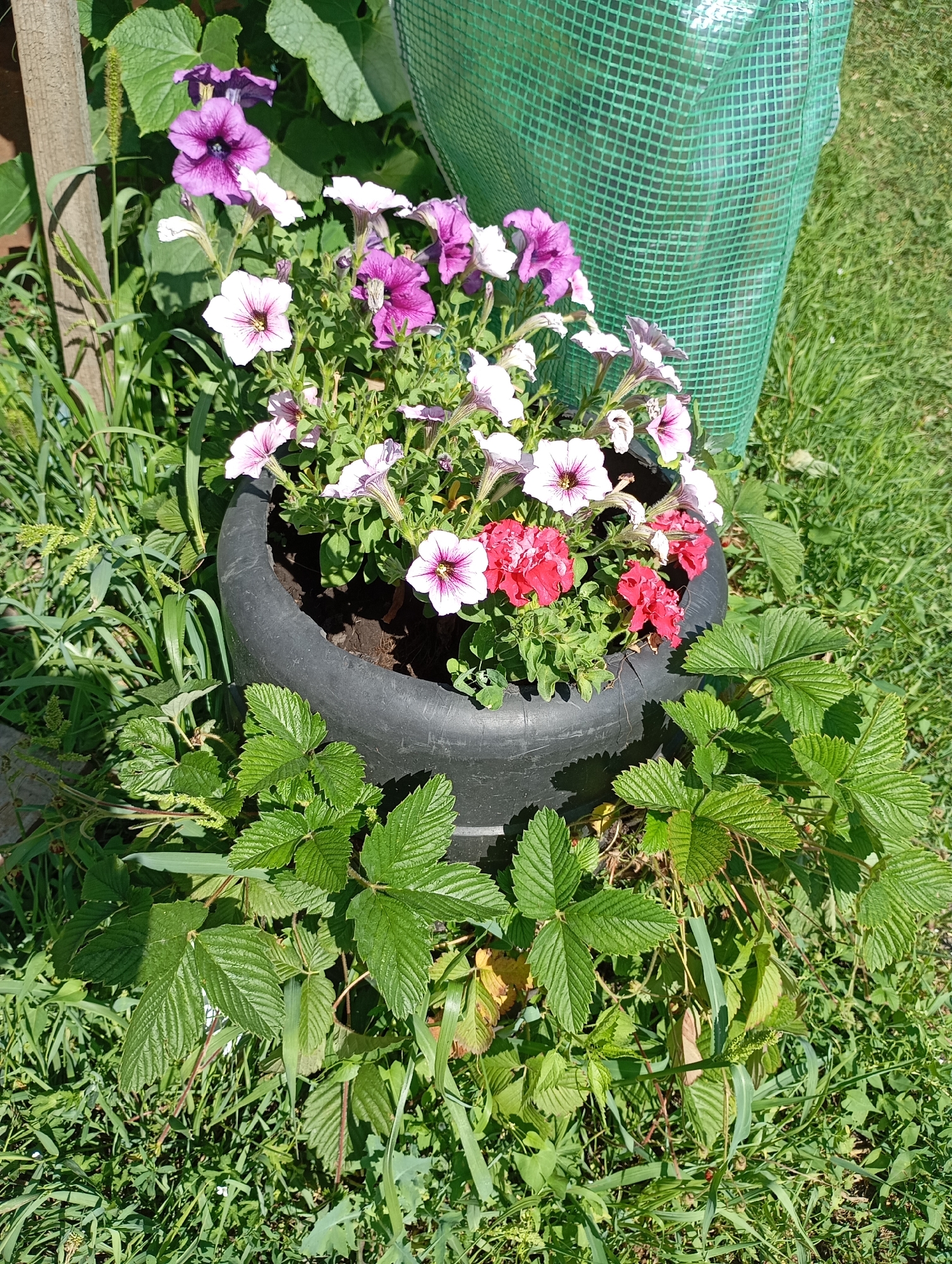 An outdoor, high-angle shot shows a black planter filled with vibrant purple, pink, and white petunias. The planter is surrounded by green strawberry plants with serrated leaves, and the surrounding ground is covered in lush green grass and other wild vegetation. In the background, a green mesh-like structure is visible, likely a protective covering for plants. A wooden post stands to the left of the planter. The scene is lit by bright sunlight, casting distinct shadows. The location is identified as the village of Lnikha, Russia.