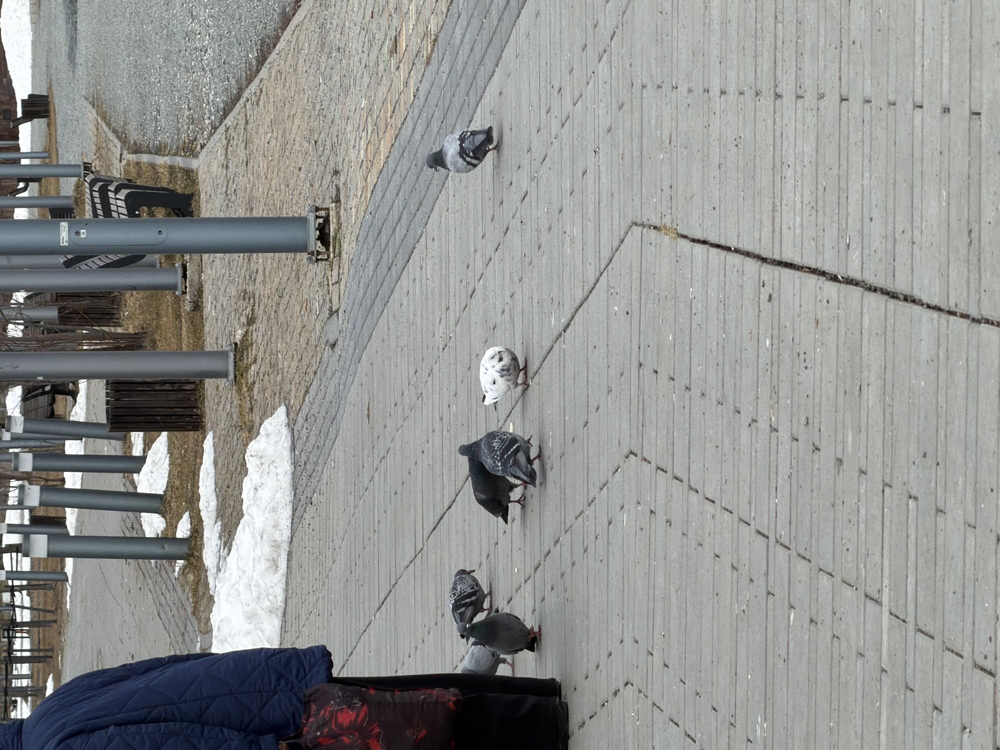 The image depicts a paved walkway in Votkinsk, Russia, likely a public area. Several pigeons are scattered on the walkway, some near a blue quilted blanket and a patterned bag on the lower left. Metal poles, possibly supports for benches or lighting, are visible along the left side. Patches of snow remain on the ground beside the walkway. The paving stones are a light grey color with visible seams. A stone wall runs along the top left of the image with a gravel surface adjacent to it.