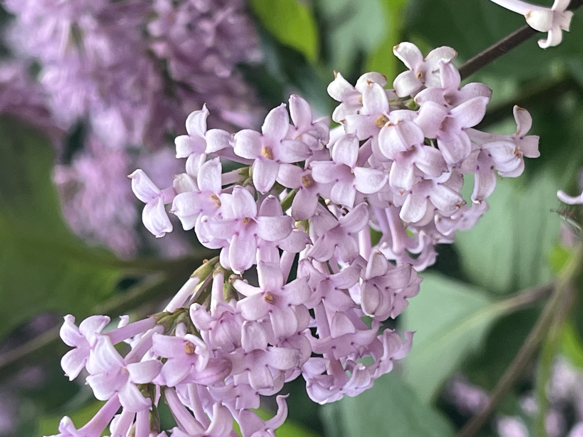 A close-up, macro photograph captures a cluster of delicate, pale pink lilac blossoms against a softly blurred background of green foliage and more out-of-focus lilac blooms. The flowers are tightly packed along a stem, with individual blossoms featuring four petals and a small, darker center. The lighting appears natural, highlighting the soft texture and gentle curves of the petals. The image does not depict any people or specific Saint Petersburg landmarks; it focuses solely on the floral subject.