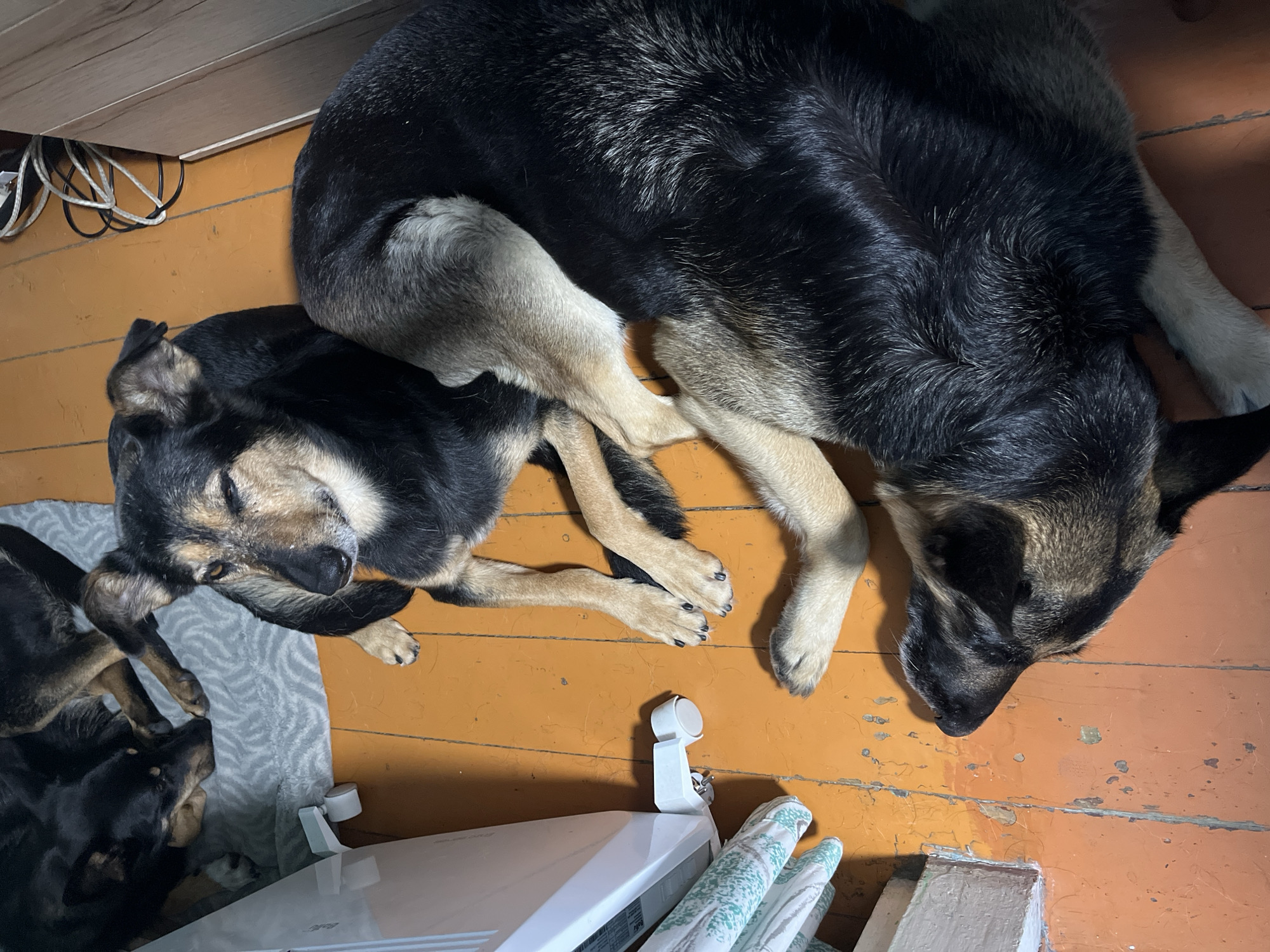 Two dogs are lying on a wooden floor with an orange-painted surface. One dog is mostly black with tan markings on its face and legs, lying on its side with its head resting on the floor. The other dog is also black and tan, lying on its back with its legs extended. A white heater is to the left of the dogs, and electrical cords are visible in the background. The scene appears to be indoors, likely in a residential setting in Nizhny Tagil, Russia.