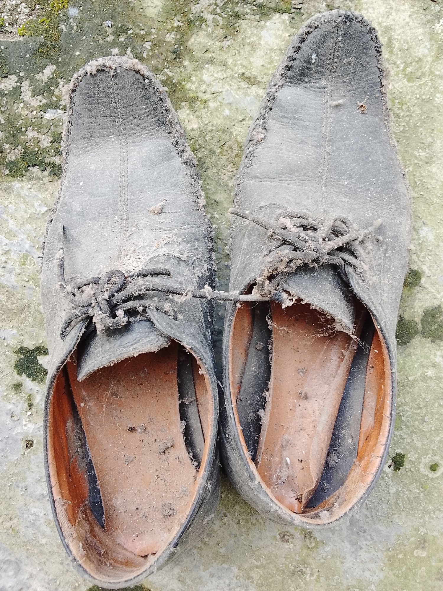 The image shows a pair of dusty, worn black leather shoes lying on a textured, light-colored surface with patches of green moss. The shoes are positioned side-by-side, with the toes pointing upwards and the openings facing the viewer. Both shoes are laced with black laces, which appear dirty and frayed. The interior of the shoes is visible, revealing brown insoles covered in dust and some small dark specks. The shoes appear to be outdoors, possibly on a sidewalk or ground surface. There are no people or other discernible objects in the immediate vicinity of the shoes. The overall condition of the shoes suggests they are old and have been exposed to the elements. The green moss and the texture of the ground indicate an outdoor environment. The image is taken from a top-down perspective.