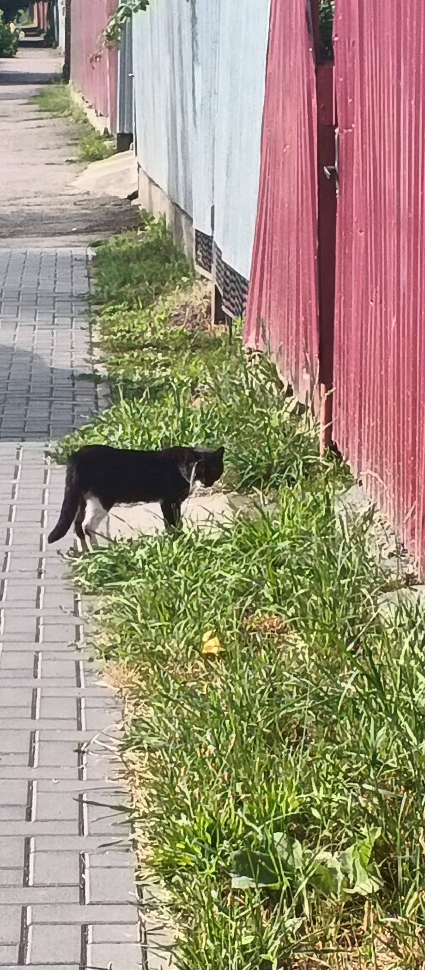 A black and white cat is walking along a paved walkway beside a red corrugated metal fence and some tall green grass. The walkway is made of light gray rectangular pavers. The grass is dense and appears to be growing wild. The fence is vertical and shows some wear and tear. The scene appears to be outdoors during the daytime. The location is identified as Smila, Ukraine.