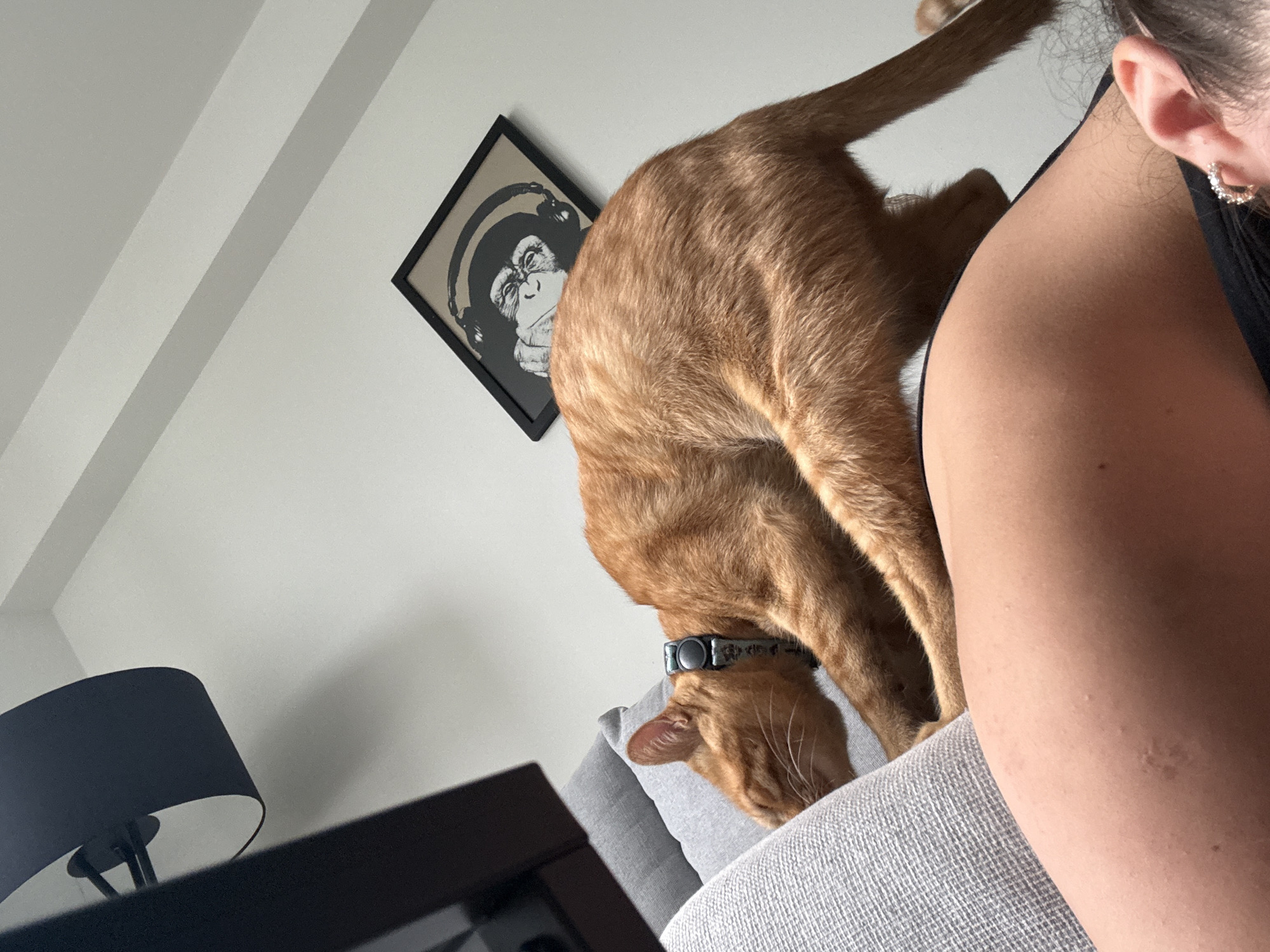 A medium shot reveals a person, likely seated, with an orange tabby cat in a contorted position on a gray sofa. The cat's head is angled down toward the sofa cushion, while its rear is elevated. A black framed picture of a monkey wearing headphones is mounted on the wall behind the sofa. In the lower left corner is a black lamp. The setting appears to be indoors, possibly a living room. The location is not discernible from the image alone.