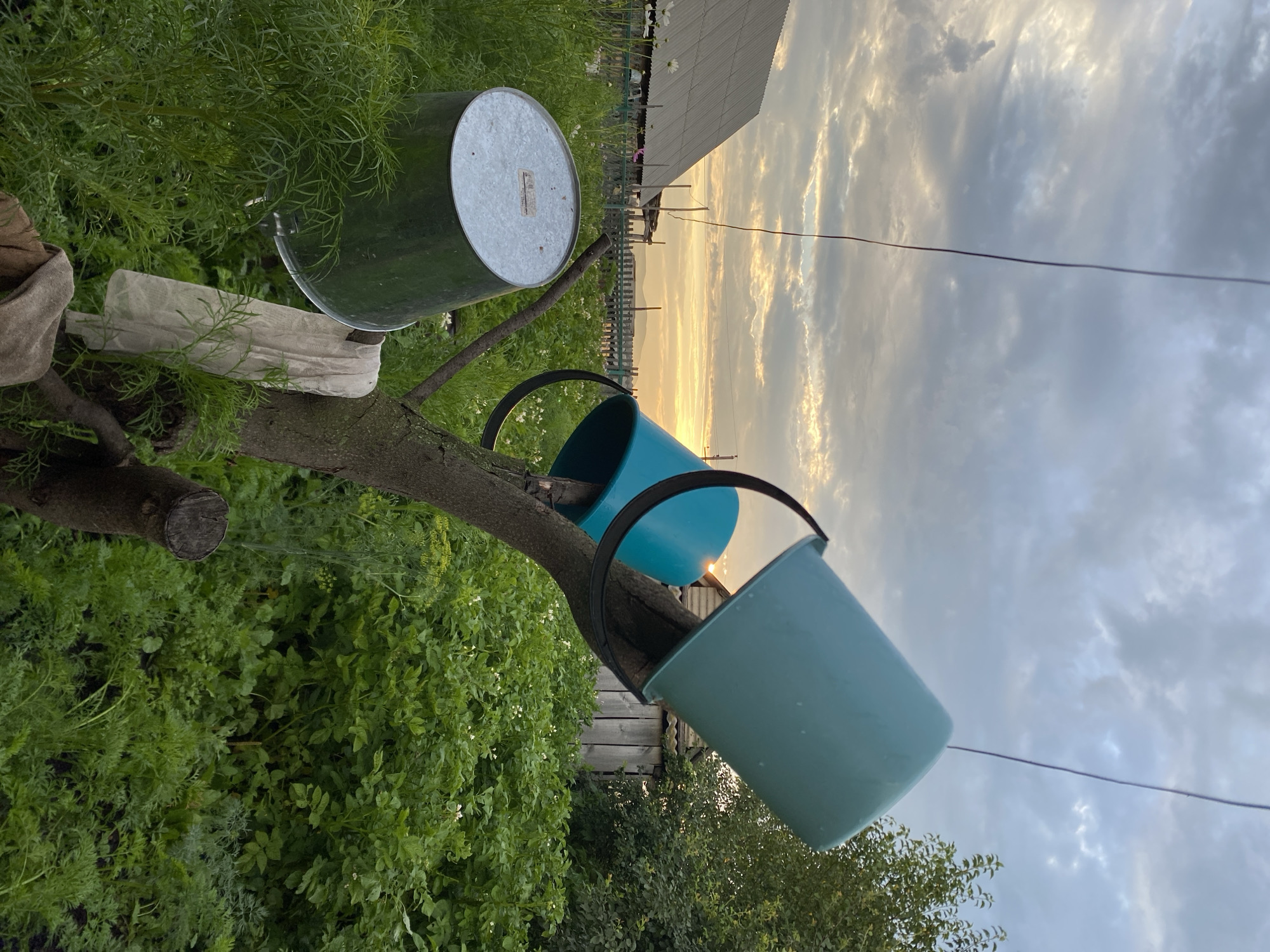 The image depicts a rustic outdoor scene, likely in a village setting, with a focus on gardening and rural life. The location is identified as Maloarslangulovo, Russia.
In the foreground, a rough-hewn tree trunk serves as a support structure for several buckets. Two teal-colored plastic buckets are suspended from the branches, with one positioned higher than the other. A silver metal bucket is also present, hanging from a lower branch. A piece of light-colored fabric, possibly a rag or towel, is draped over one of the branches near the metal bucket.
The background reveals a lush garden with dense green foliage, appearing to be vegetable plants, possibly potatoes given the small white flowers visible. A wooden fence runs horizontally across the midground, separating the garden from what appears to be a residential area. Behind the fence, a simple wooden house with a corrugated metal roof is visible, along with other rustic structures.
The sky above is filled with dramatic clouds, with hints of a sunset casting a warm, golden light on the horizon. A thin wire stretches across the upper portion of the frame, a common sight in rural or semi-rural environments. The overall impression is one of a tranquil, working landscape, capturing a moment of everyday life in a Russian village. There are no people visible in the image. The lighting suggests it is late afternoon or early evening.