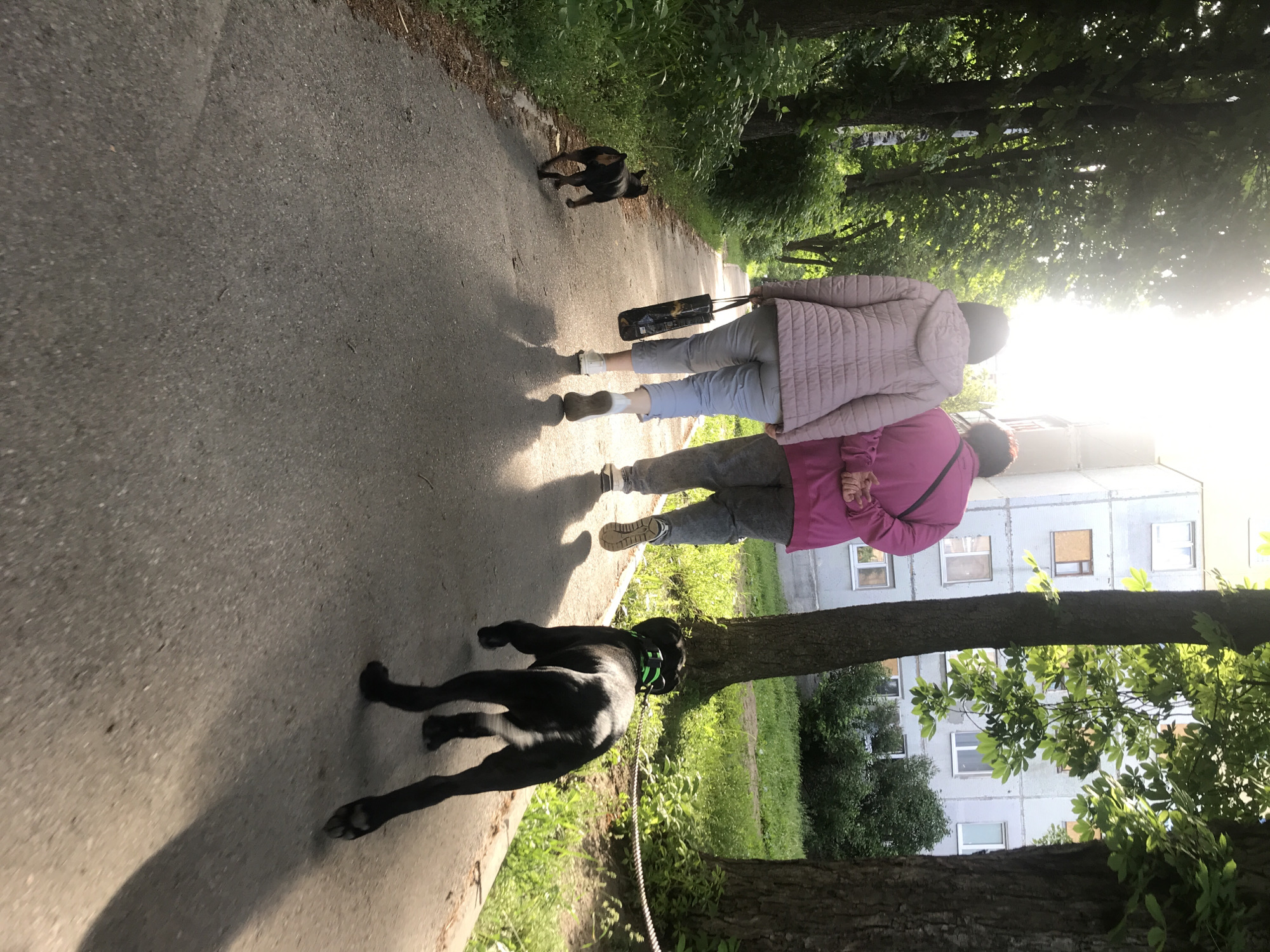 Two people are walking along a paved path in Kharkiv, Ukraine. One person is wearing a light pink quilted jacket and light blue pants, and carrying a black bag. The other person is wearing a magenta jacket and grey pants. A black dog on a leash is walking near the person in the magenta jacket. A smaller black dog is walking ahead of them on the path. Trees line the side of the path. A building is visible in the background. Sunlight is filtering through the trees.