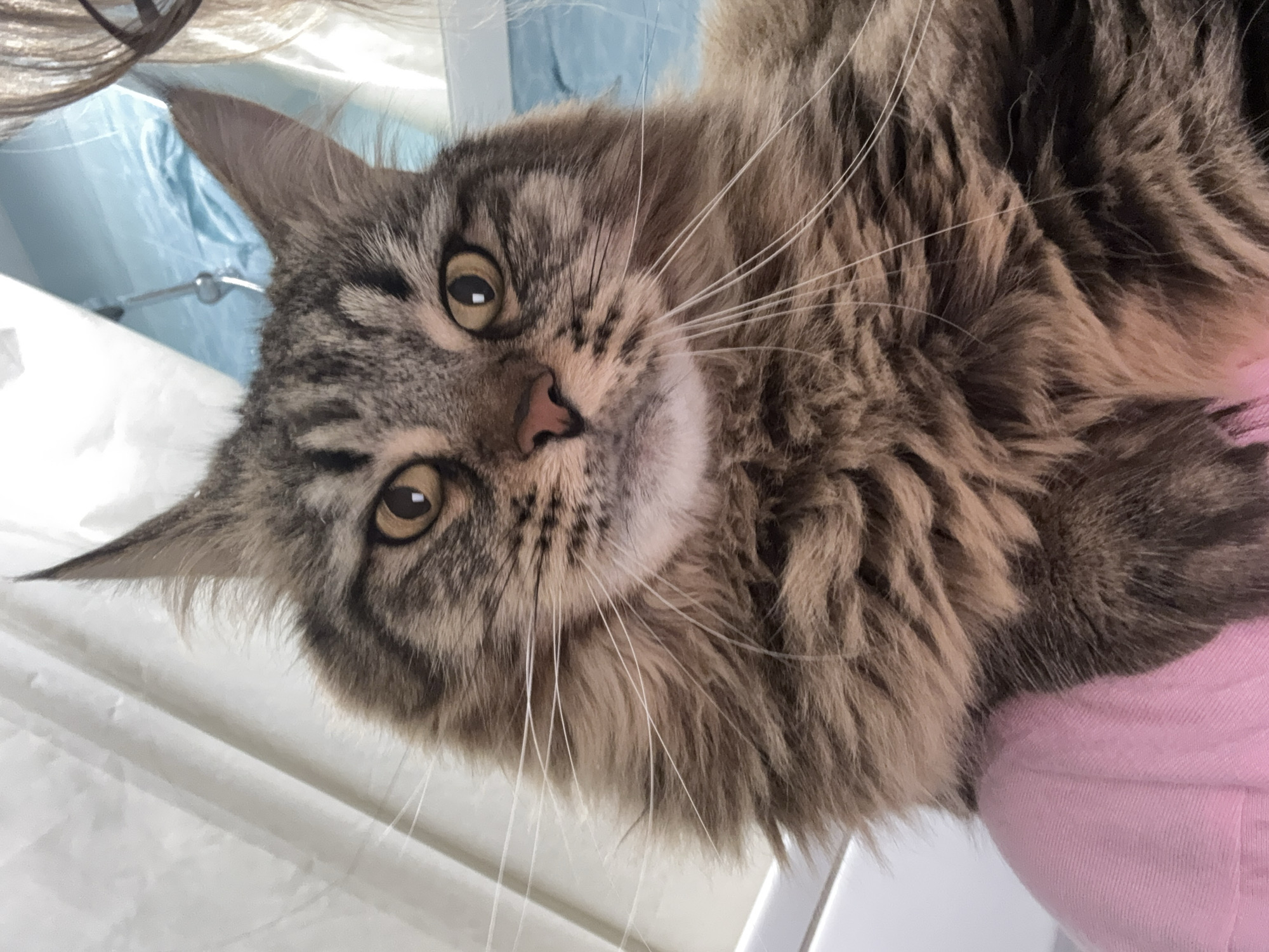 A close-up, slightly angled view shows a Maine Coon cat with brown tabby markings and long white whiskers. The cat has amber eyes and a pink nose. It is resting against a pink surface, possibly clothing, in front of a background with a white shutter and blue material visible in the upper left corner. There is no evidence of a location in Izhevsk, Russia.