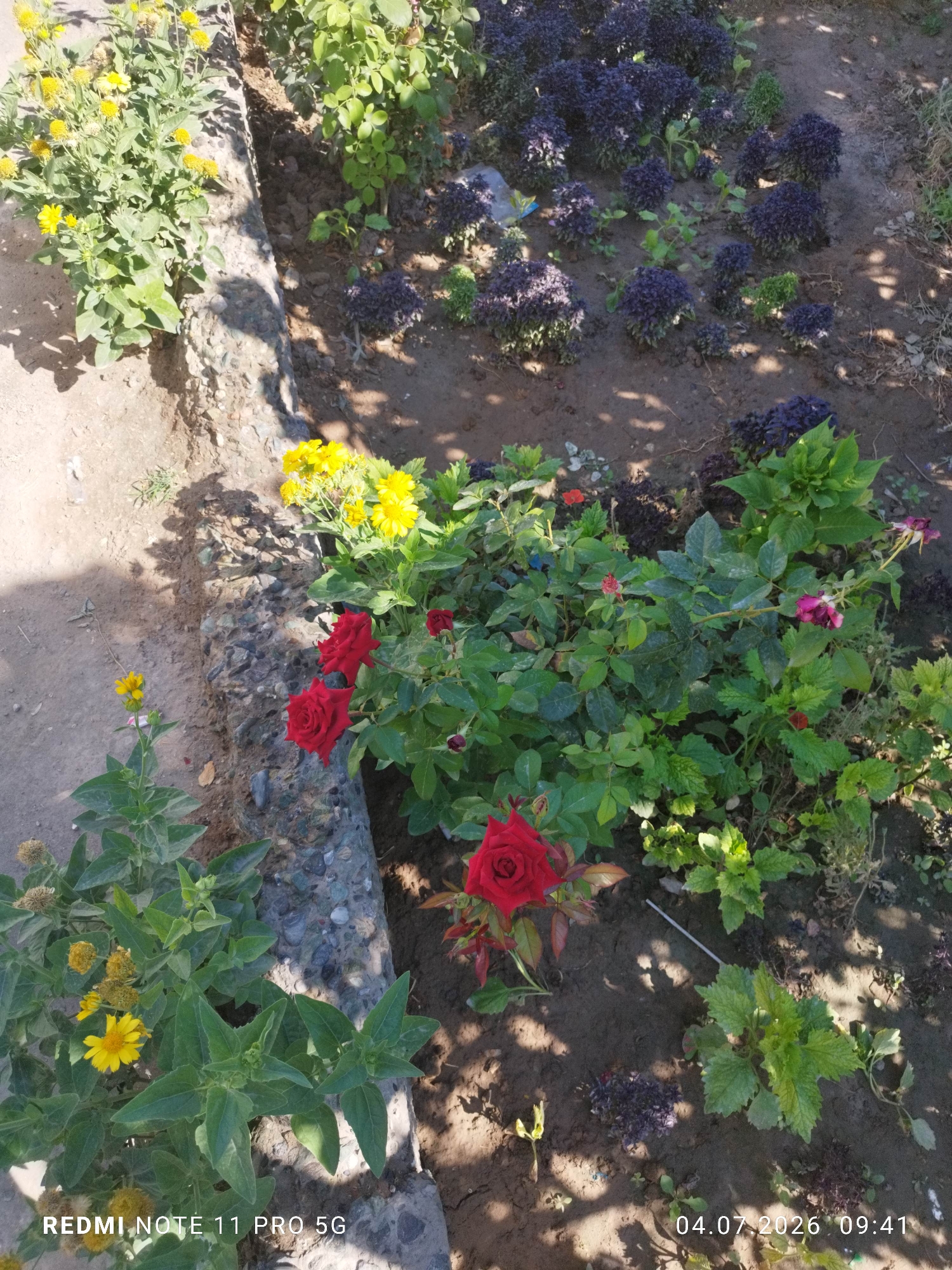A garden scene in Navruz, Uzbekistan, features a variety of plants, including blooming red roses and yellow flowers. The garden bed is bordered by a rough concrete structure, and the ground is a mixture of soil and gravel. In the background, dark purple foliage plants are visible, contrasting with the lighter green and yellow hues of the foreground flowers. Sunlight casts dappled shadows across the scene. The timestamp "04.07.2026 09:41" is visible in the lower right corner of the image.