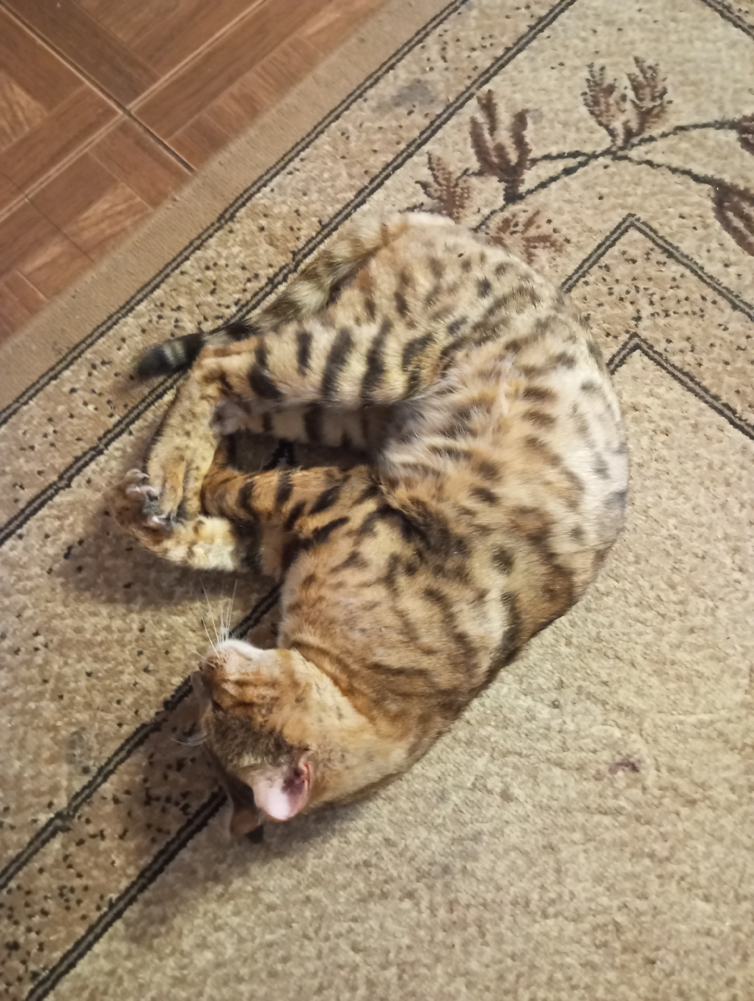 A tan and black spotted cat is curled up asleep on a patterned carpet. The carpet has a neutral brown and beige color scheme with a repeating pattern of stylized floral or leaf shapes. To the left of the carpet, a section of wooden floor tiles is visible. The cat's head is tucked towards its body, and its tail is wrapped around it. The overall scene appears to be indoors, likely in a residential setting. There is no information available about the location within the city of Verkhnyaya Pyshma, Russia.