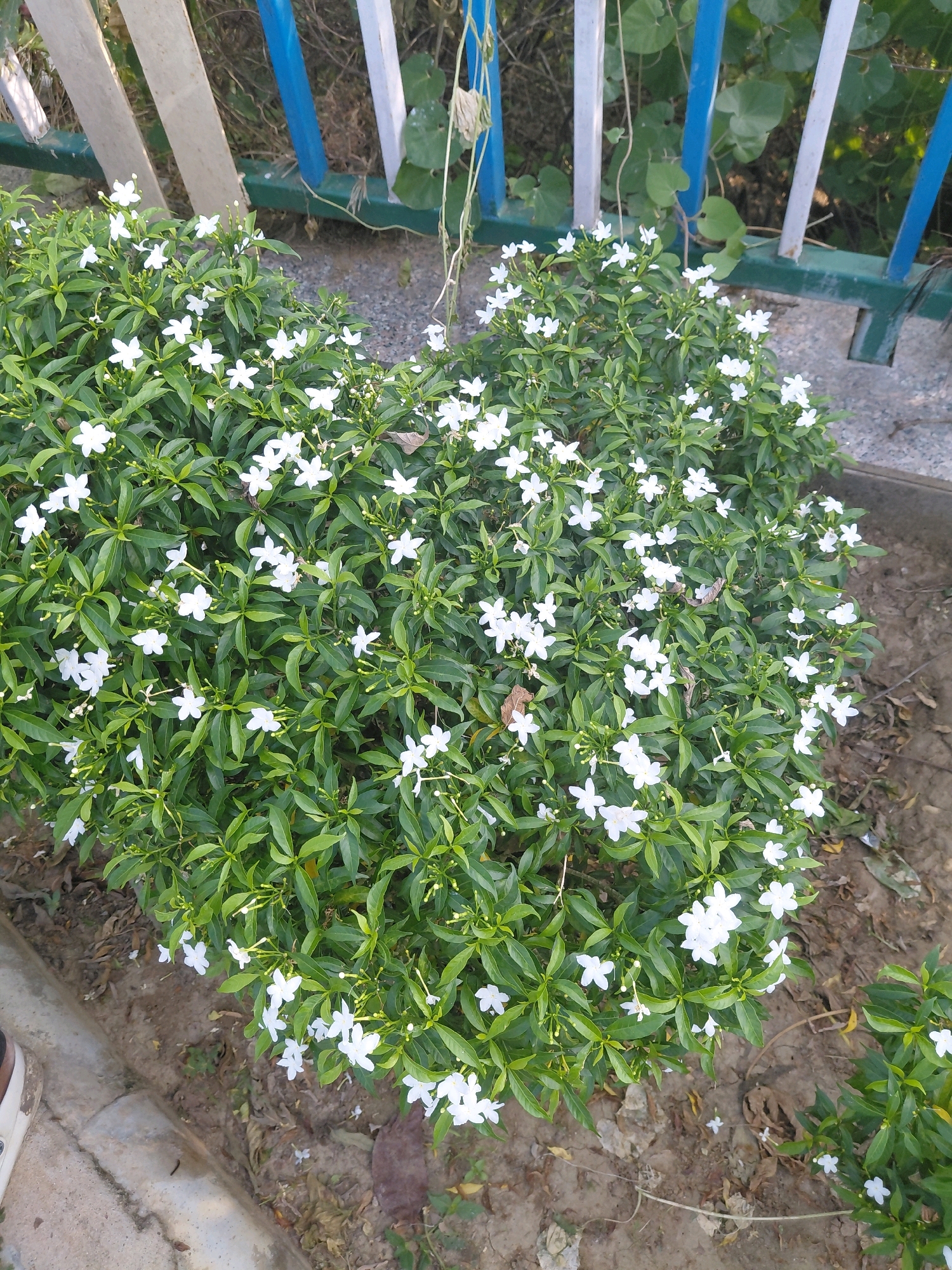 A dense, heart-shaped shrub covered in small white flowers with five petals is the primary subject of the image. The shrub is situated outdoors, with dry soil and fallen leaves on the ground surrounding it. In the background, a fence with vertical bars painted in alternating shades of blue and white is visible, partially obscured by greenery. The scene appears to be in Patna, India, likely in a public area such as a park or garden. No people or animals are present in the frame. The lighting suggests it is daytime.