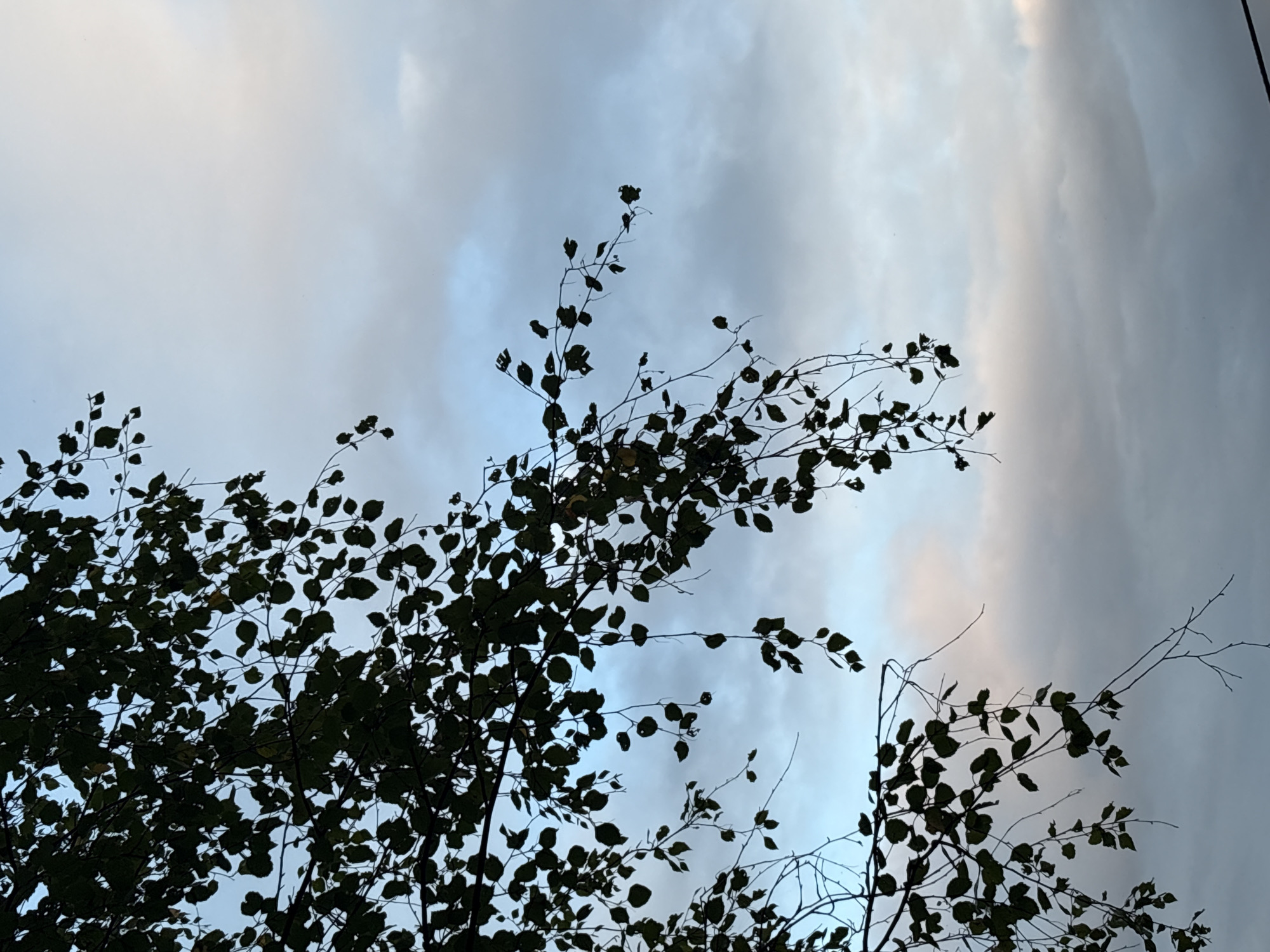 The image depicts a close-up view of dark green leaves and thin branches of a tree against a cloudy sky. The leaves are silhouetted, with their edges slightly blurred. The sky is a mixture of pale blue and gray clouds, with some areas appearing lighter and more diffused, suggesting it might be dawn or dusk. The branches are thin and sparse, some hanging down, creating a somewhat melancholic or dramatic effect. The overall scene is natural and serene, with no human presence or man-made objects visible. The setting is likely outdoors, in a natural environment. There is no information in the image to indicate the specific location within Rautalakhti, Russia.