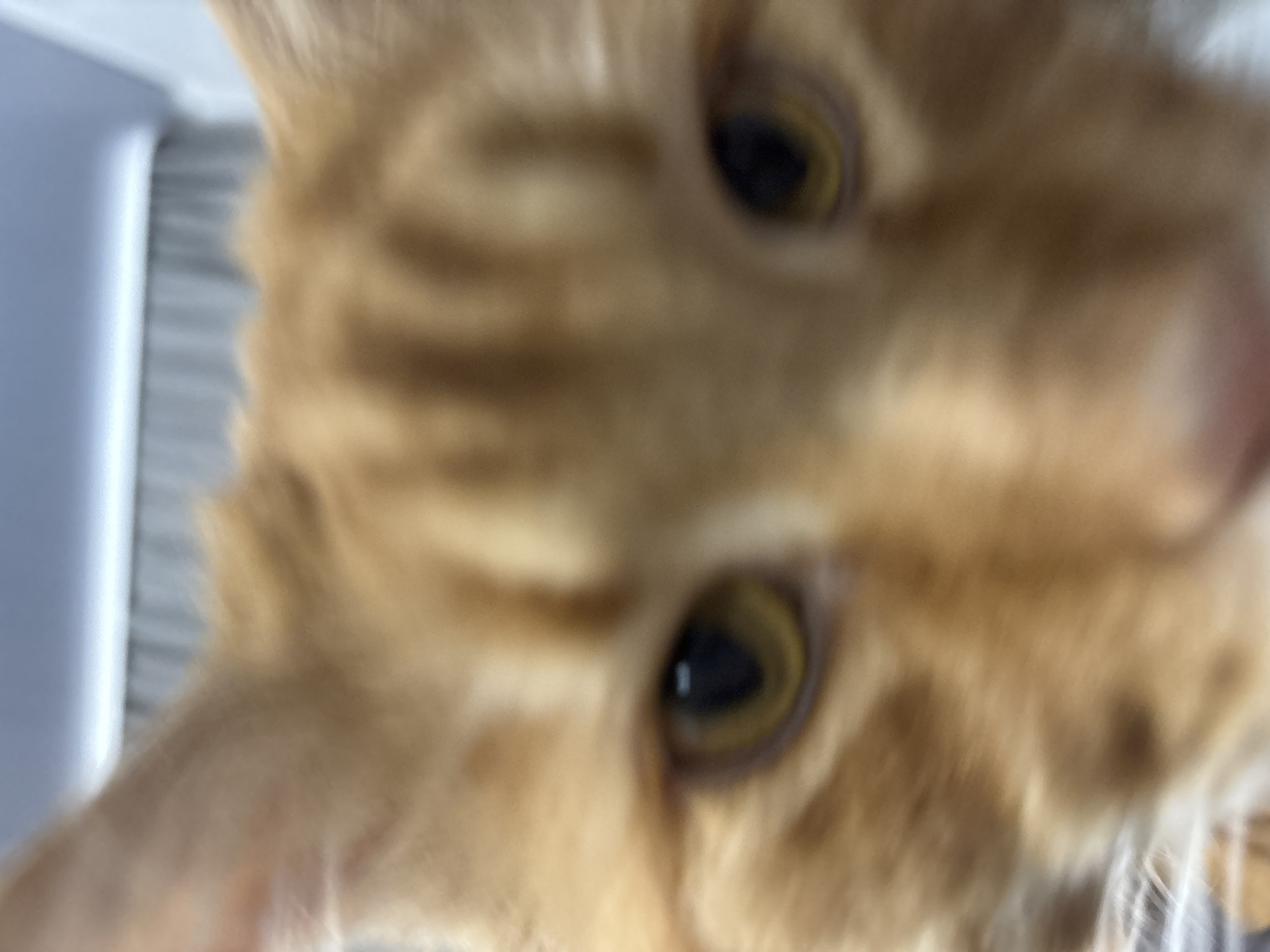 The image shows a close-up, slightly blurred view of an orange cat's face. The cat's eyes are the most prominent features, with visible black pupils and yellow irises. The cat's fur is orange and appears soft. A grey surface is visible on the left side of the image. The location of Chaikovsky, Russia is not known based on the image.
