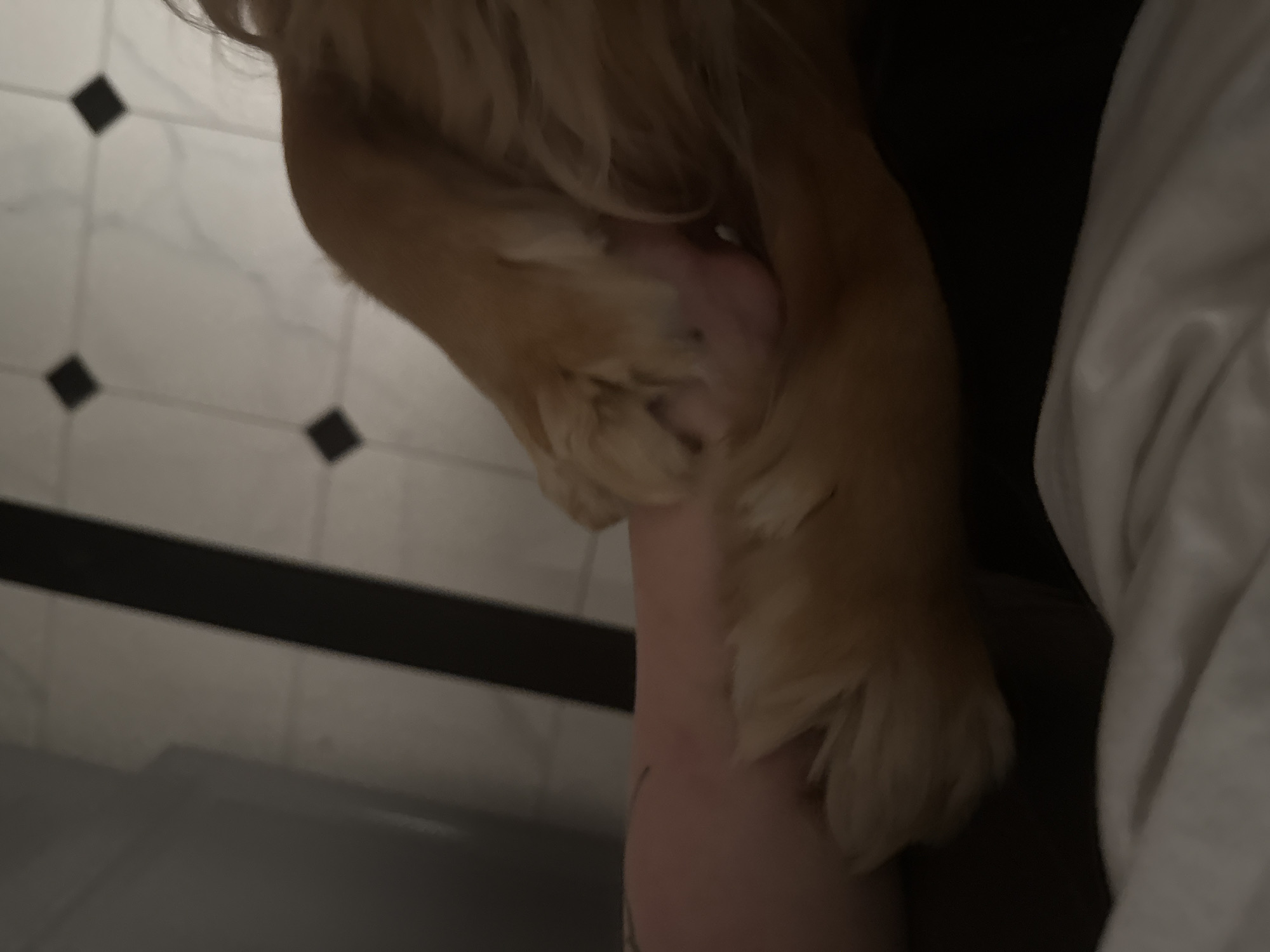 A close-up, low-angle, indoor, eye-level shot captures a dog's paw resting on a person's arm, which is positioned on a dark surface, likely a couch or bed. The dog's paw, predominantly in the foreground and right half of the frame, is light brown and fluffy, with visible pads and fur. The person's arm, visible in the left half of the frame, is pale with some subtle shading and faint markings. The background is blurred, showing a floor with a black and white checkered tile pattern. The lighting is dim, with shadows obscuring details of the surrounding environment.