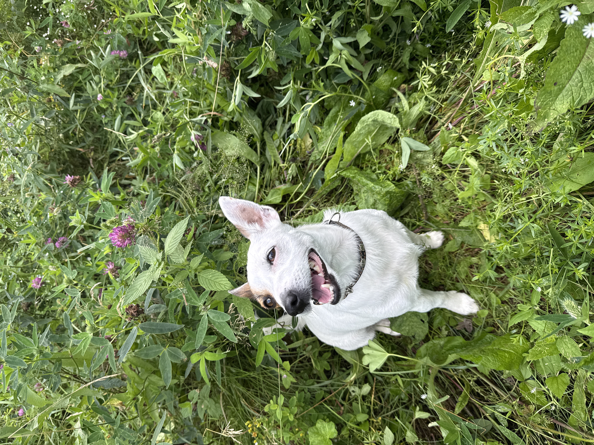 A high-angle medium shot shows a white Jack Russell Terrier sitting upright in a field of lush green grass and clover. The dog, facing slightly to the left, has its mouth open, panting happily. Its fur is predominantly white, with a brown patch over its right eye and ear. It wears a patterned collar. The surrounding environment is densely packed with various green plants, including tall grasses and clusters of small purple flowers. The lighting suggests it is daytime, with soft, natural light illuminating the scene. The background consists of more foliage, indicating an outdoor, natural setting, possibly a park or meadow within Липовая I, Russia.