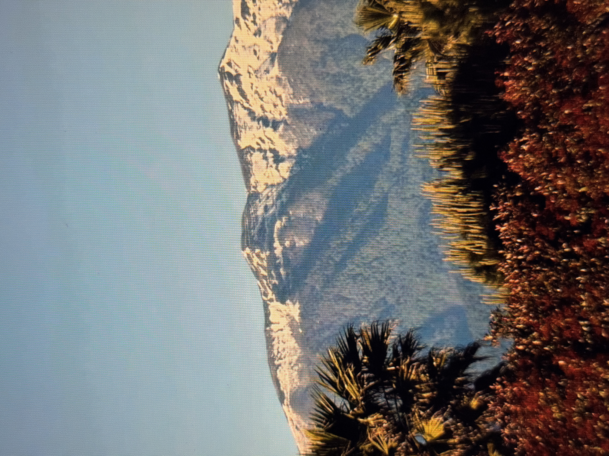 This image depicts a natural landscape with a dominant mountain range on the right side, partially covered in snow. The mountain face shows varied textures, suggesting rugged terrain with shadows and illuminated areas, possibly indicating a bright sun. In the foreground and to the right, there are lush, dense trees with reddish-brown foliage, and some palm-like leaves that are yellowish-green. The sky is a clear, pale blue, suggesting fair weather and possibly daytime. The overall scene conveys a sense of natural grandeur and perhaps a slightly elevated vantage point. There is no visible text, people, or specific activity taking place; it is a static landscape shot. The presence of palm-like fronds alongside the mountain and deciduous trees might suggest a unique microclimate or a diverse ecological region. The lighting suggests it could be late afternoon or early morning, given the long shadows and the warm hues on the foliage. The quality of the image indicates it was taken with a digital camera.