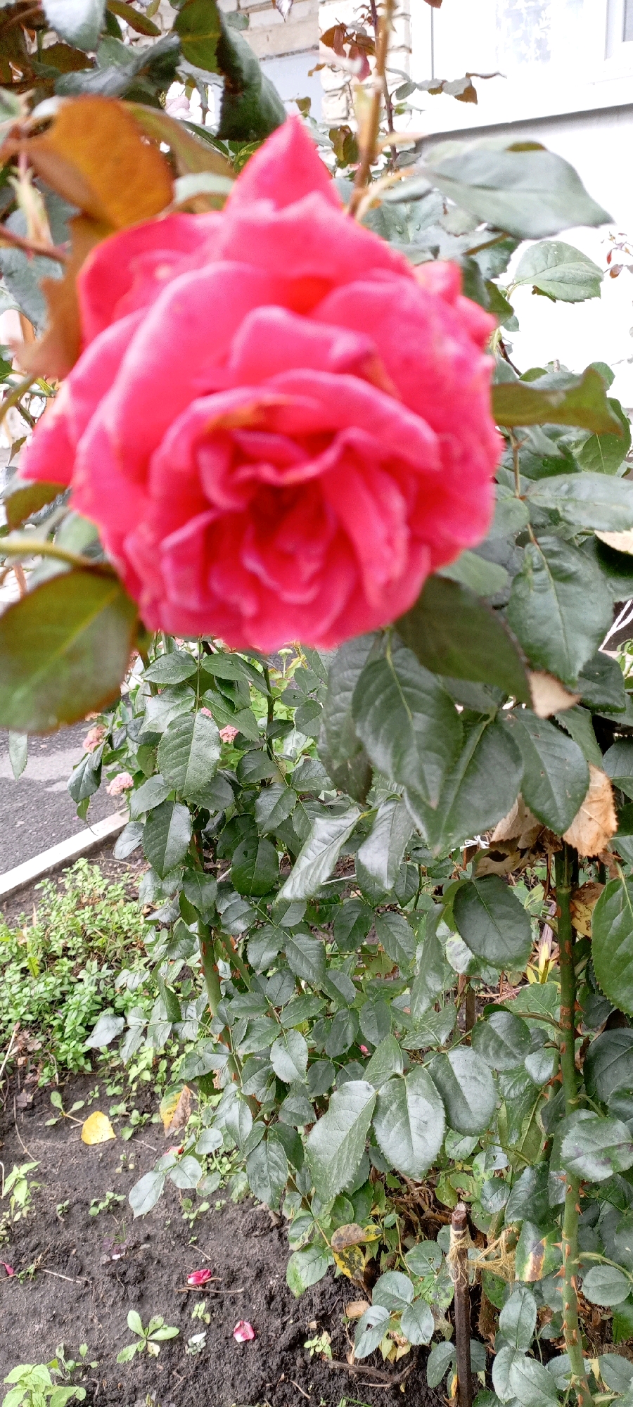 An extreme close-up, vertical-orientation, outdoor shot focuses on a vibrant pink rose bloom in the foreground, with its petals slightly blurred due to the shallow depth of field. The rose is part of a bush with dark green leaves, some of which appear slightly damp, indicating recent moisture. Behind the rose bush, a portion of a light-colored brick building is visible, with windows. The ground in the lower portion of the image is composed of dark soil, with scattered green vegetation and a few fallen rose petals. A gray paved surface, possibly a sidewalk or road, is visible to the left of the rose bush, bordered by a thin strip of grass. The scene appears to be located in a garden or residential area.