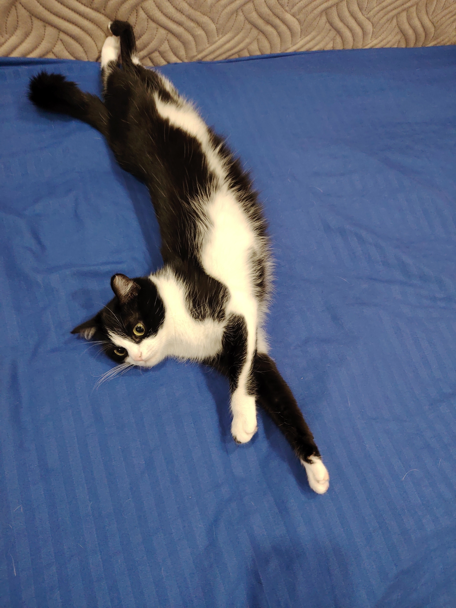 A black and white cat is lying stretched out on a blue striped surface, likely a bed. The cat's head is turned towards the camera, with its eyes open and looking slightly to the side. Its body is elongated, with its front paws extended forward and its hind legs stretched back. The cat's tail is black and curls slightly at the end. The background is a textured, neutral-colored surface, possibly a headboard. The lighting is somewhat dim, creating soft shadows. The scene appears to be indoors, in a domestic setting.