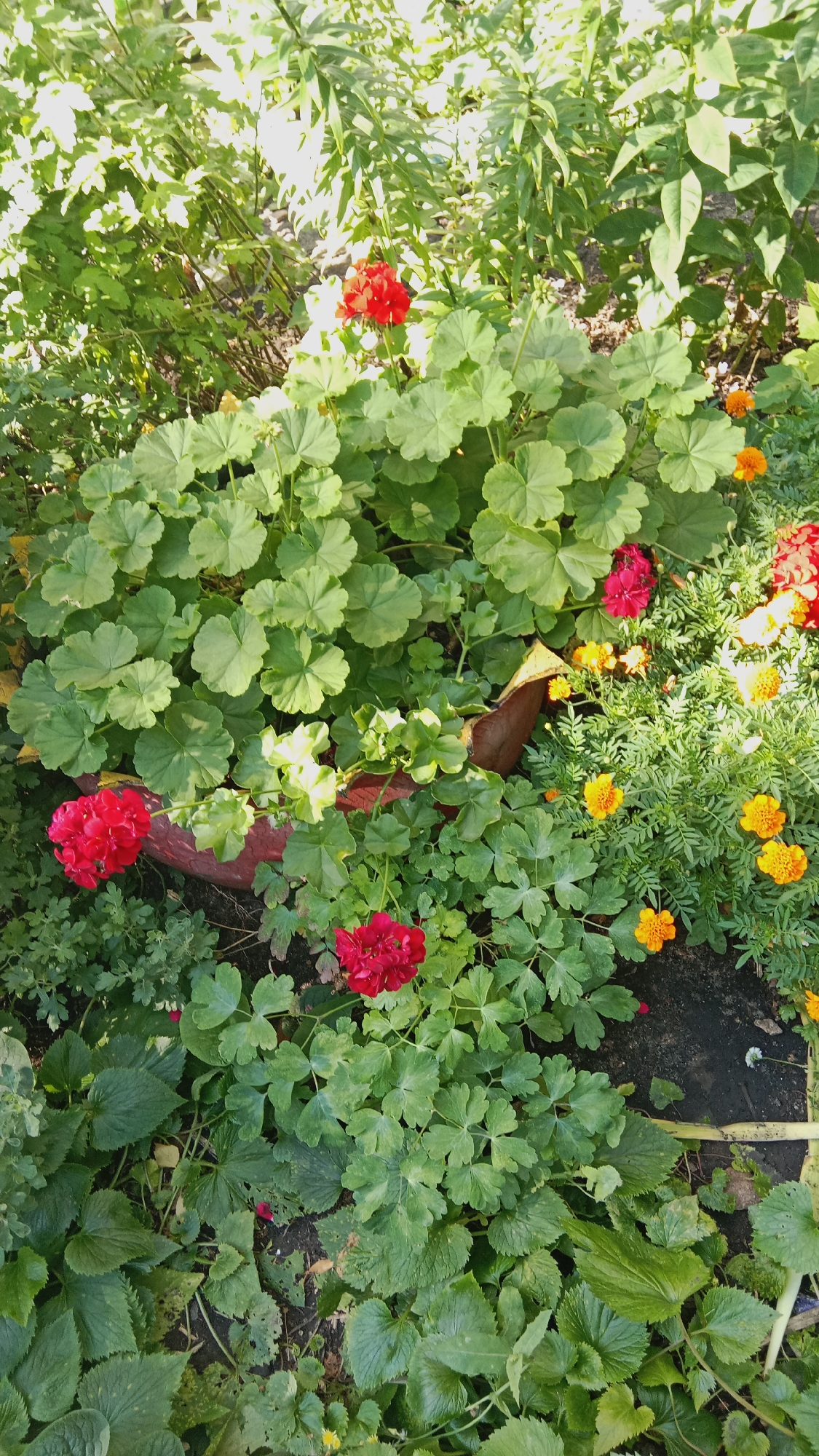 This media file captures a vibrant garden scene, likely in Petropavl, Kazakhstan, under the soft glow of daylight. The image is dominated by lush greenery, with various plants and flowers creating a rich tapestry of textures and colors. Prominently featured are several clusters of bright red geraniums, their velvety petals standing out against the surrounding foliage. Interspersed among them are cheerful yellow and orange marigolds, adding further pops of color and visual interest. The plants appear healthy and well-maintained, suggesting a well-loved garden. A reddish-brown planter is partially visible, indicating that some of the plants are container-grown. The lighting suggests it's daytime, with sunlight filtering through the leaves, creating areas of light and shadow. The overall impression is one of natural beauty and tranquility, a peaceful corner of a garden brought to life by the blooms. No people are visible in the image, and there is no visible text.