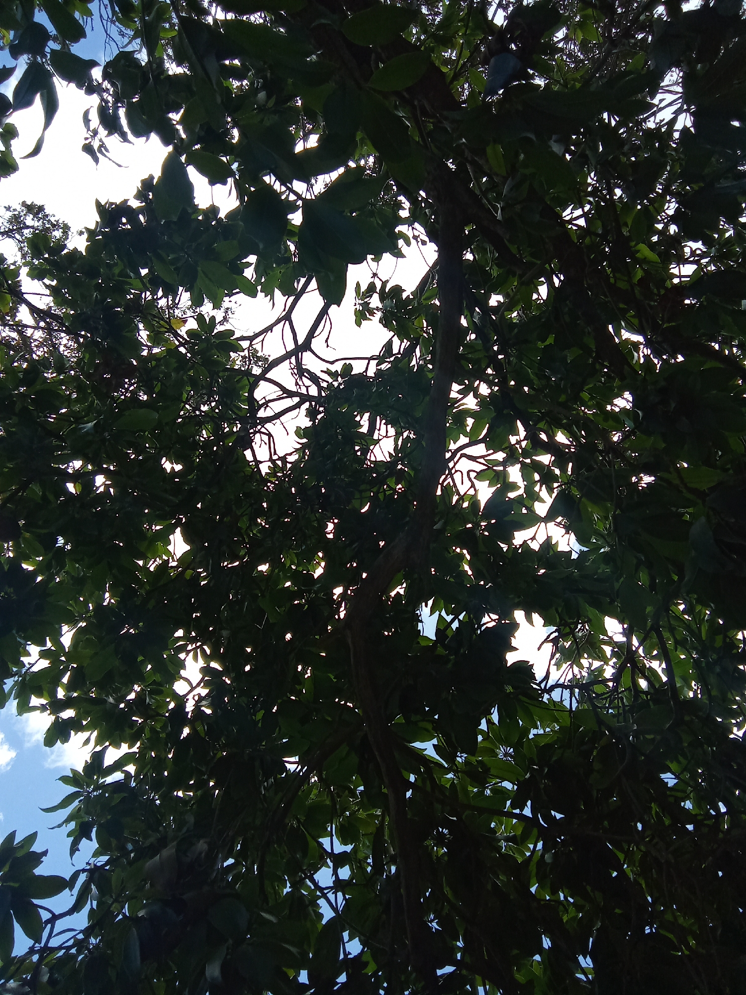 Looking up into the canopy of a tree, leaves obscure the view of the sky, revealing glimpses of blue sky with white clouds. The tree is full and dense, and the sun shines brightly through the leaves. The location is in Juan Griego, Venezuela. No people or specific objects other than the tree and sky are visible.