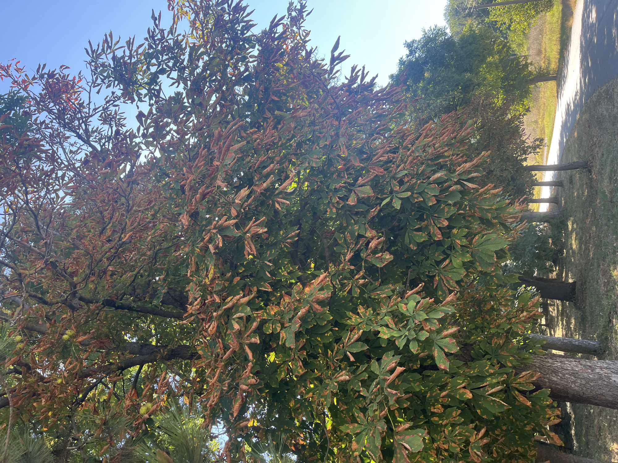 A mature horse chestnut tree, showing early signs of autumnal change with some leaves exhibiting browning and reddish-brown discoloration, stands prominently on the left side of a paved road in Targovishte, Bulgaria. The tree's canopy is dense, with numerous palmate leaves partially obscured by sunlight filtering through. Several nascent horse chestnuts are visible amongst the foliage. The road curves gently to the right, bordered by a grassy verge with scattered fallen leaves and dappled sunlight. Beyond the verge, a line of other trees, some with full green canopies and others also beginning to change color, stretches into the background. The sky is a clear, bright blue. The scene appears to be a roadside in a park or a residential area.