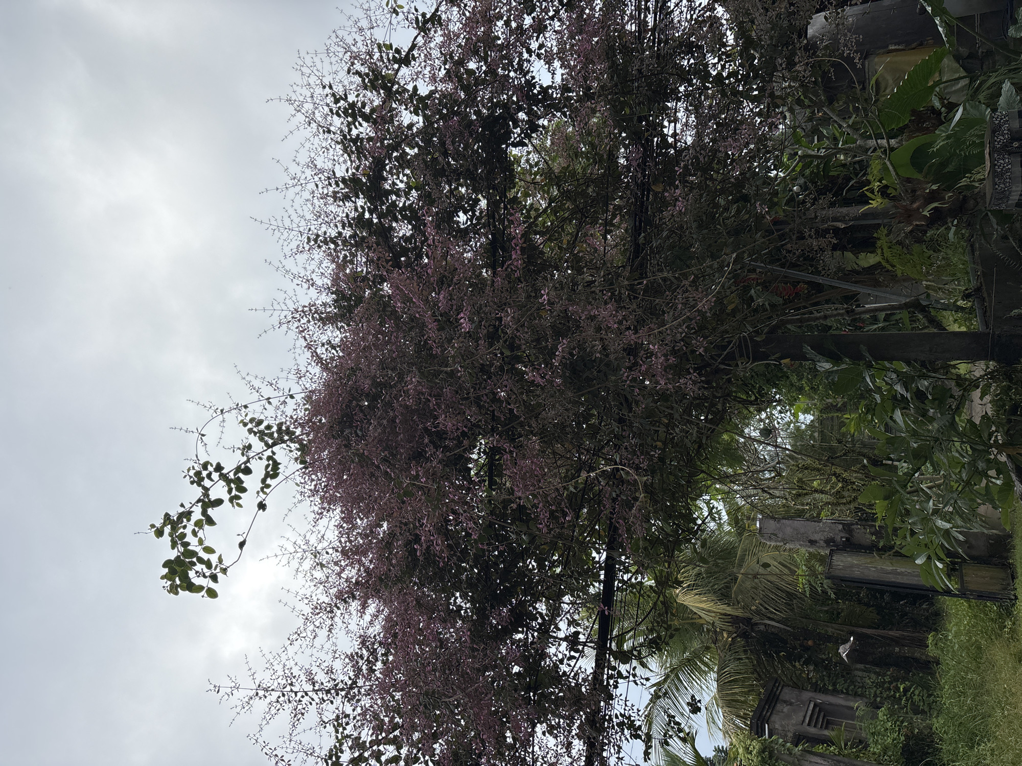 In the city of Ubud District, Indonesia, a medium shot captures a vibrant, leafy tree in full bloom, its branches laden with delicate pink flowers. The tree dominates the frame, its lush canopy reaching towards a overcast sky. Surrounding the tree, a verdant landscape unfolds. To the left, a weathered concrete structure, possibly part of an old gate or wall, stands partially obscured by lush green foliage. A tall palm tree with its characteristic fronds is visible behind the concrete structure. To the right, more dense vegetation, including large-leafed plants, thrives under the diffused light. The overall impression is one of a lush, tropical environment, perhaps a garden or a yard, with hints of an older, possibly abandoned structure integrated into the natural surroundings.