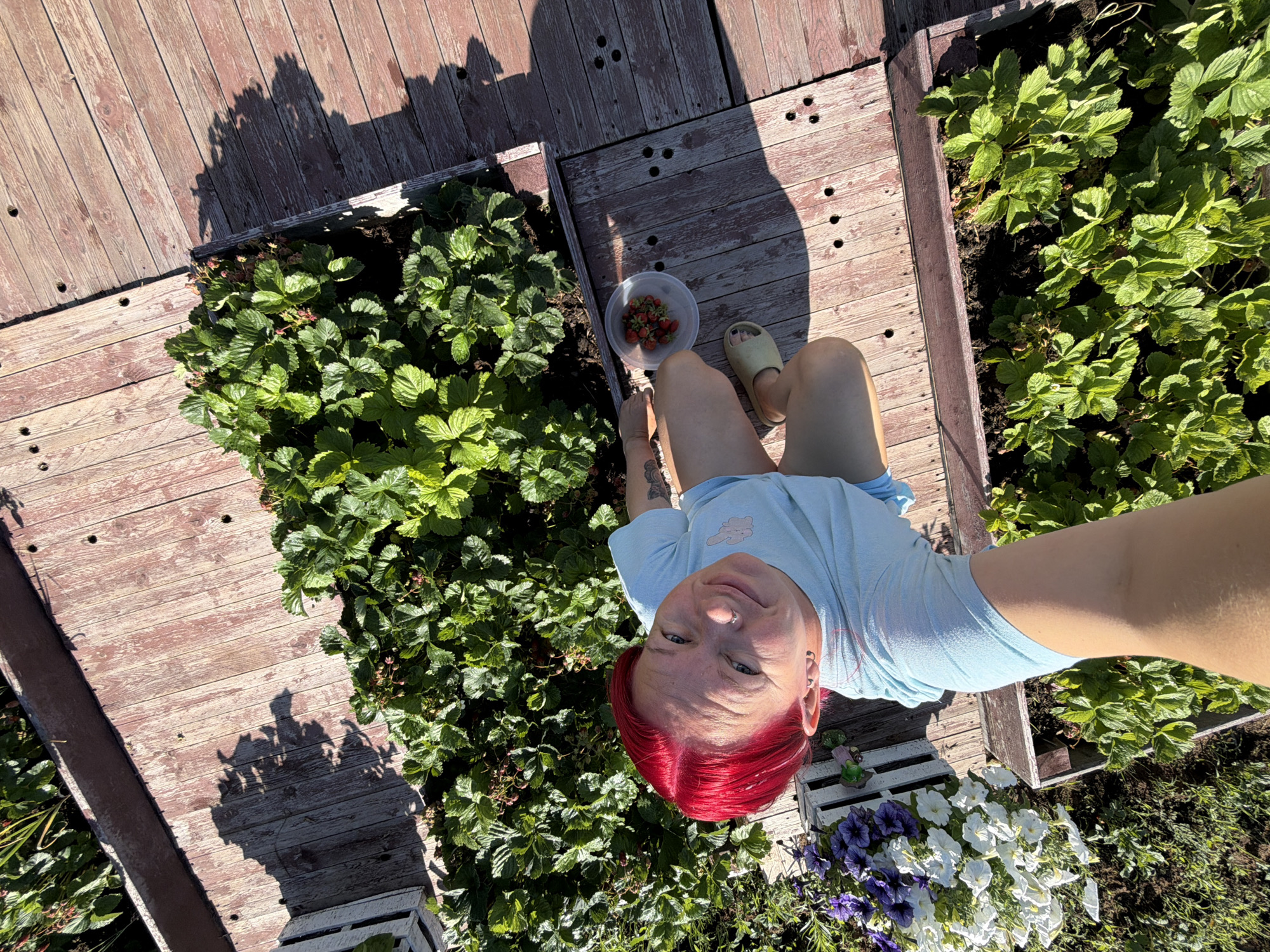 A person with bright red hair is lying down in a garden bed, looking up at the camera. They are wearing a light blue t-shirt and light-colored slip-on shoes. In front of them, a small clear bowl contains a few ripe strawberries. The garden bed is filled with lush green strawberry plants. Around the garden bed is a wooden deck, with weathered planks. The scene suggests a sunny day, likely during daylight hours, as indicated by the strong shadows cast on the deck. The overall mood appears relaxed and cheerful, with the person smiling slightly at the camera. The location is identified as Chaikovsky, Russia.