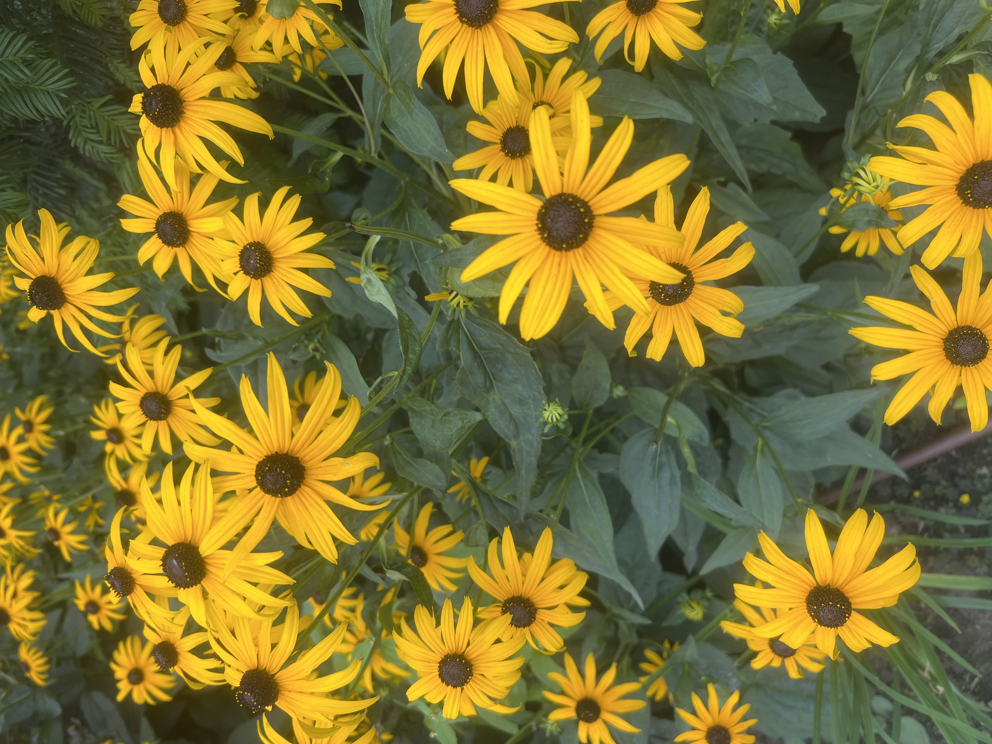 In the city of Fontanka, Ukraine, a close-up, overhead view captures a dense cluster of Black-eyed Susans in full bloom. The vibrant yellow petals, radiating from dark brown centers, dominate the frame, with some flowers overlapping. Lush green foliage forms the background, with some darker, needle-like greenery visible in the upper right corner, possibly from a conifer. The scene is filled with the natural beauty of these flowers.