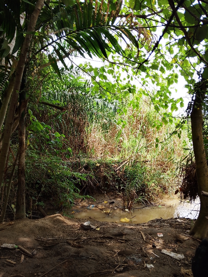 This image depicts a dense, overgrown natural environment in Kambam, Indonesia. A narrow, shallow body of turbid brown water, approximately 1 to 2 meters wide, traverses the midground. The immediate banks are composed of dark, muddy soil and accumulated natural debris, including fallen leaves and branches. Numerous pieces of human-generated litter, such as yellow and white plastic bags, plastic bottles, and various wrappers, are scattered on the muddy ground and floating within the water. A green-handled tool, possibly a trowel, rests on the lower-left bank. The area surrounding the water is densely vegetated with various green plants, including prominent tree trunks on the left and right, and a thick wall of tall, reedy, and leafy vegetation forming the background. Overhead foliage, including palm fronds, filters natural light, creating dappled shadows. No human or animal subjects are visible in the scene.