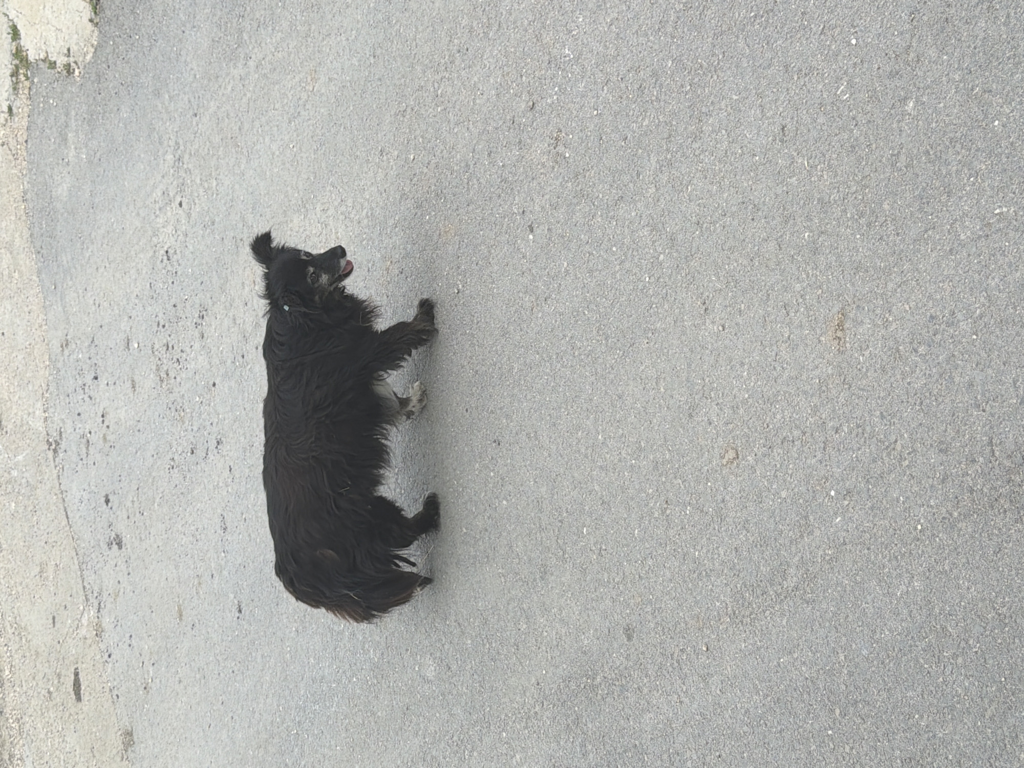 In Chervena Voda, Bulgaria, a medium-sized, long-haired black dog with white markings on its legs is walking on a paved surface. The dog appears to be of mixed breed, with a bushy tail and ears that are partially perked. Its tongue is slightly out, suggesting it may be warm or panting. A light blue collar is visible around its neck. The ground is a coarse, gray asphalt. The background is out of focus, but appears to be a combination of lighter-colored gravel or concrete and darker asphalt. The lighting suggests it is daytime.
