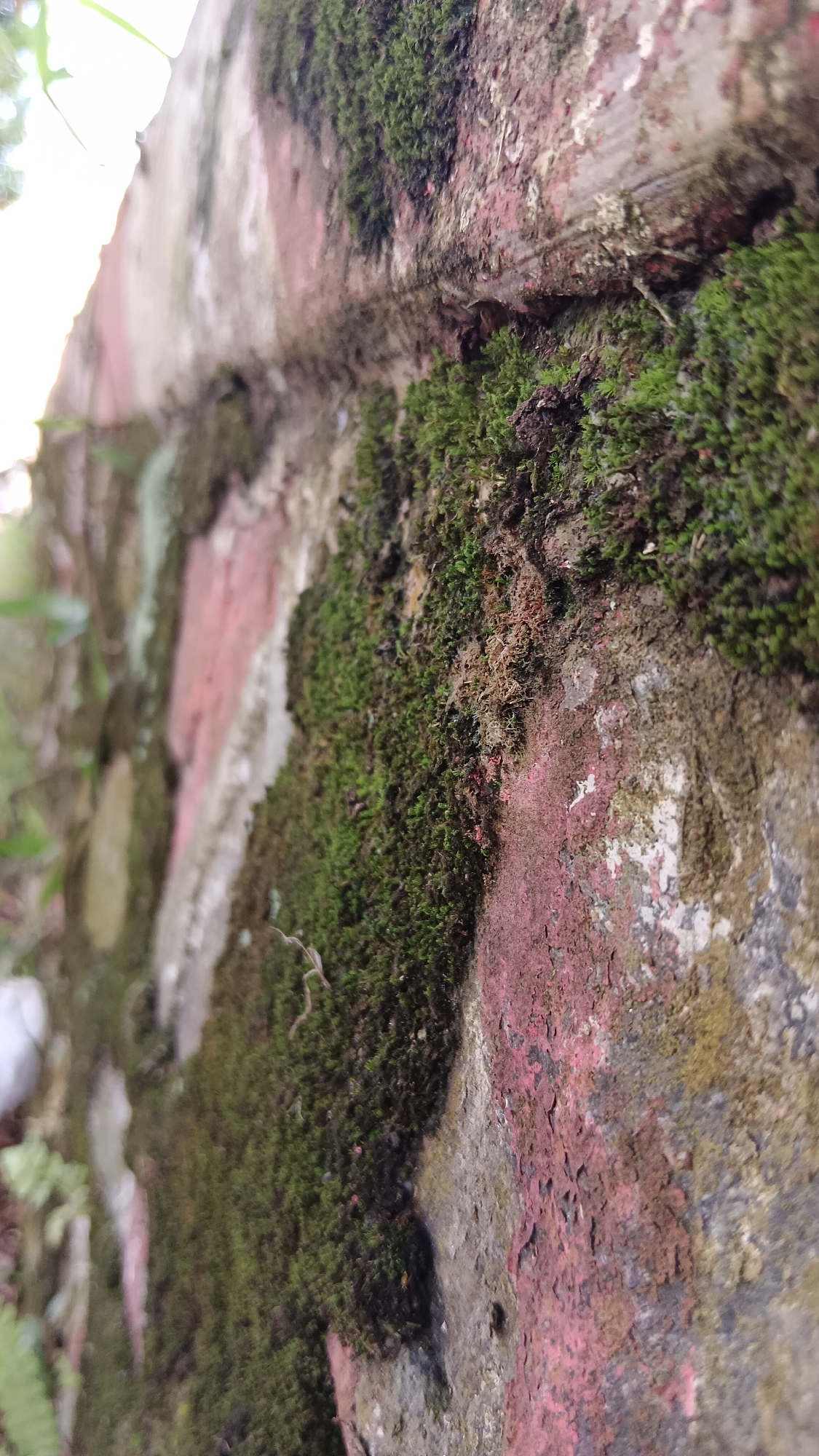 This close-up image presents a detailed view of a weathered wall, largely covered in lush green moss. The scene is shot with a shallow depth of field, bringing the central section of the wall and its mossy growth into sharp focus, while the areas closer to and further from the camera are softly blurred.
The wall itself exhibits a rough, textured surface, indicating age and exposure to the elements. Visible patches of faded reddish-brown material, possibly old paint or discolored brickwork, contrast with areas of grey and darker, earthy tones. Interspersed among these colors are segments of white or light-grey, hinting at the underlying construction material.
The primary subject is the dense, carpet-like moss, which covers significant portions of the wall. The moss appears vibrant green, growing in thick clusters and showcasing its intricate, soft texture. Its presence suggests a humid or damp environment conducive to such growth. In the softly blurred background on the left side of the image, faint hints of green foliage or plant stems can be observed, indicating surrounding vegetation.
The lighting suggests it is daytime, with natural, diffuse light illuminating the scene, rather than direct harsh sunlight. There is no activity or event taking place; the image captures a static natural detail. No people or animals are present, and no text is visible anywhere in the frame. The overall impression is one of nature slowly reclaiming or integrating with a man-made structure, a common sight in outdoor environments, particularly in locations like Kemang, Indonesia, which often experience high humidity.