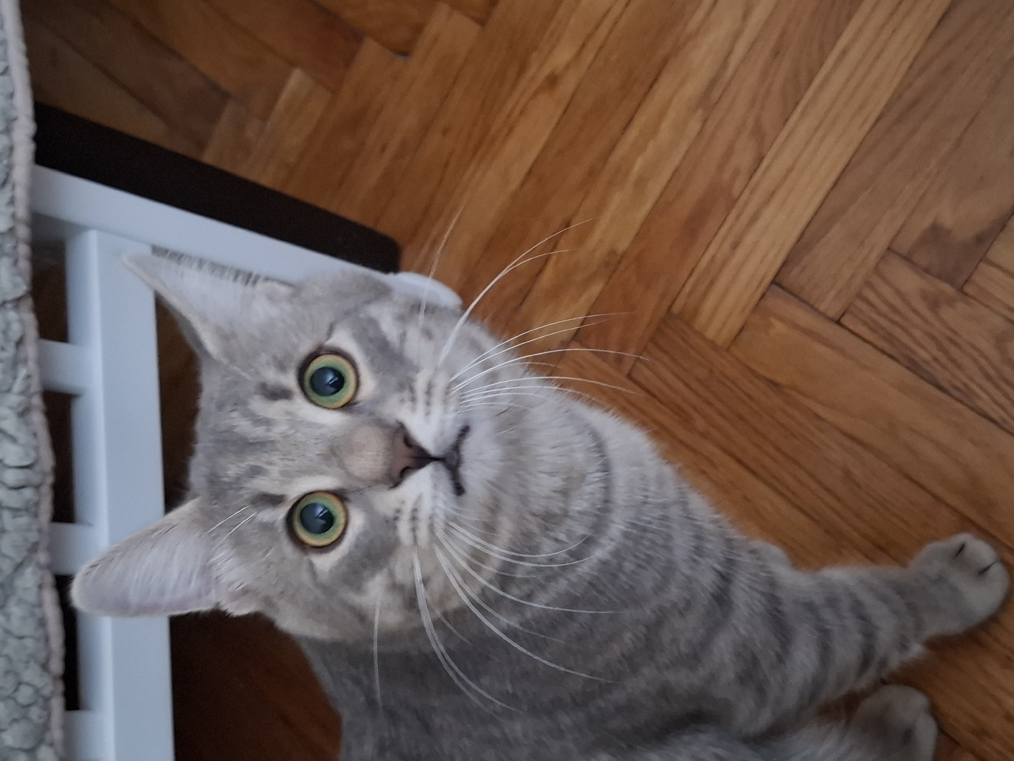 A grey tabby cat with green eyes is lying on a parquet floor, looking up at the camera. The cat's head is tilted slightly. The cat's right paw is extended. To the left is a white shelf with a grey soft object within it. The background suggests an interior space, likely a residential setting. It is not possible to determine the location in Novi Sad, Serbia from this image alone.