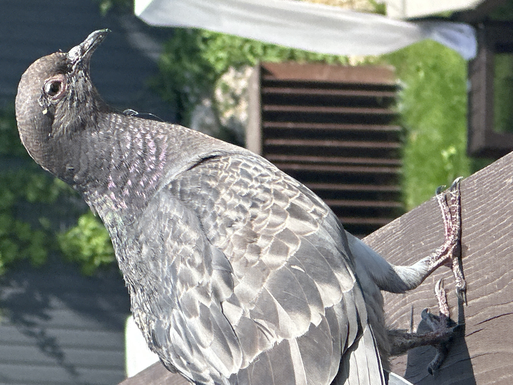 A pigeon is perched on a wooden railing outdoors. The pigeon is gray with iridescent feathers on its neck and back. Its feet are visible, gripping the wood. The background is blurred, showing green grass and a fence. There is a white draped object on the right side of the image. The scene appears to be in a residential area. The provided information indicates the location is Ternopil, Ukraine.