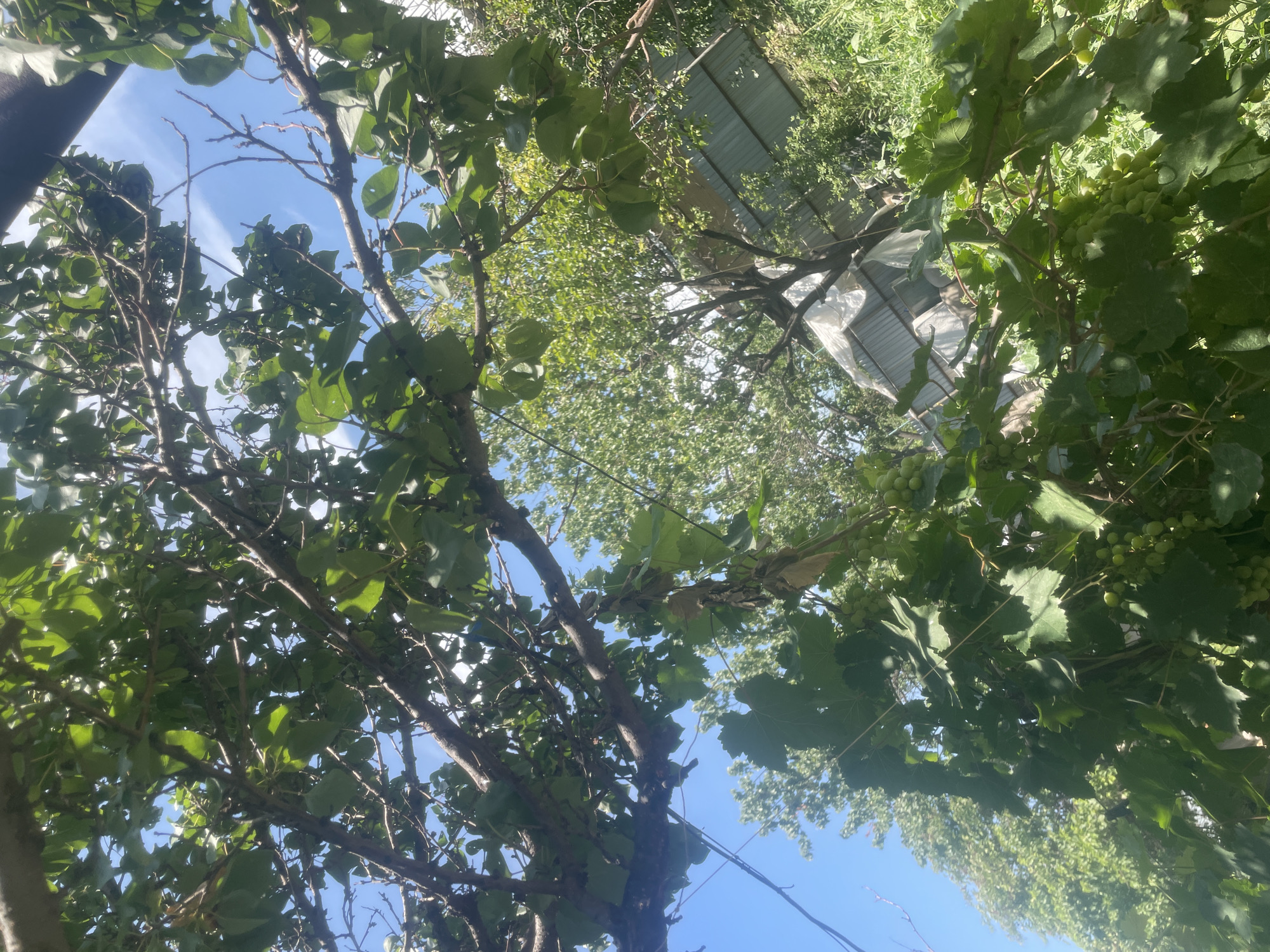 The image depicts an outdoor scene, likely a backyard or garden, with dense foliage dominating the foreground and midground. Several tree branches, laden with green leaves, crisscross the frame, obscuring portions of the sky and background. In the lower right quadrant, a cluster of unripe green grapes hangs from a vine.
Behind the vegetation, a sloped structure with a corrugated metal roof, possibly a shed or greenhouse, is partially visible. The structure appears weathered, with some sections covered by white sheeting. The environment suggests a rural or semi-rural setting, characterized by lush greenery and a clear blue sky with scattered white clouds. The lighting indicates it is daytime, with sunlight filtering through the leaves, creating dappled shadows. The image was taken in Qonaev, Kazakhstan.
