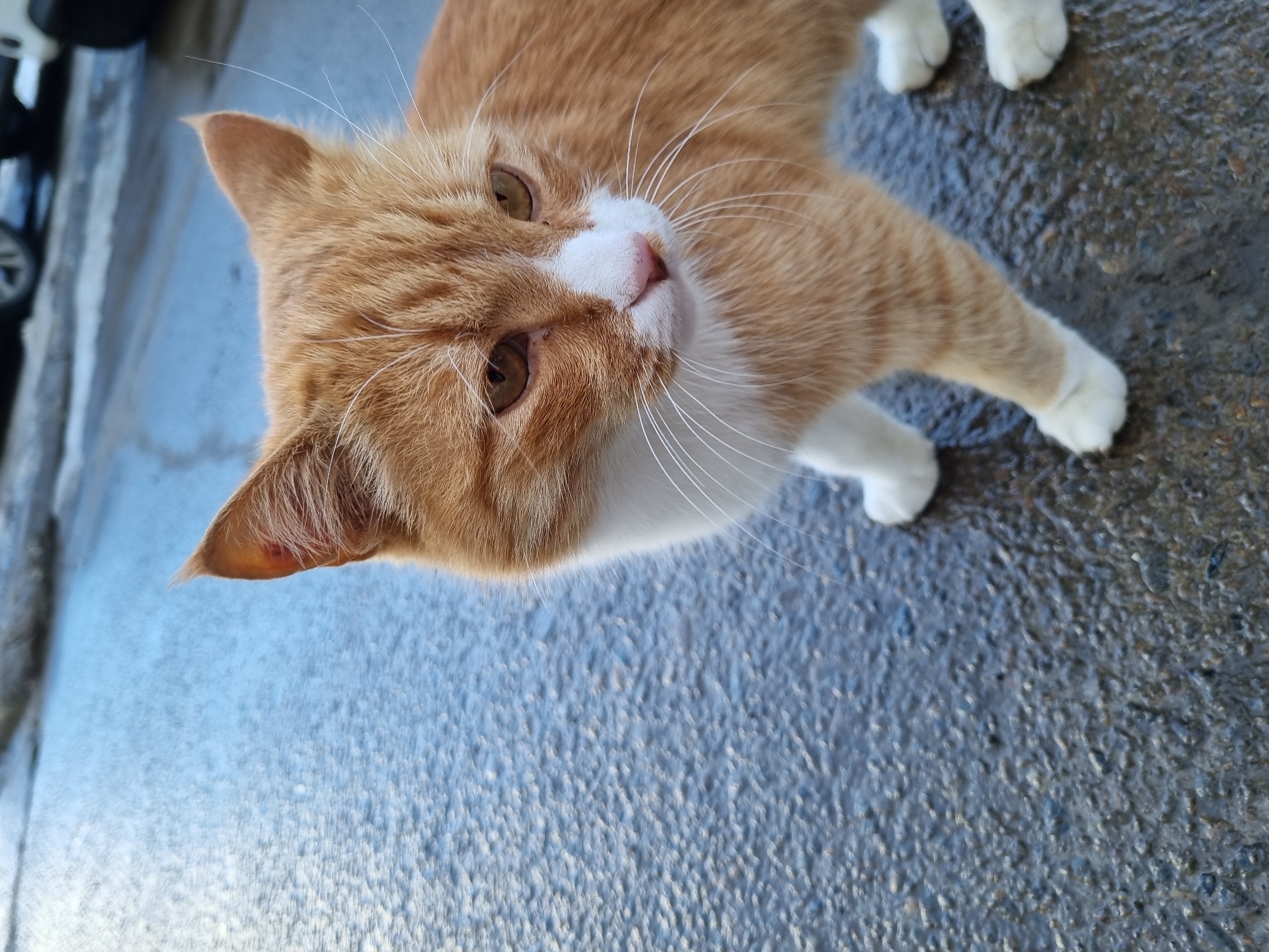 A medium-shot, high-angle view captures an orange tabby cat with white paws and chest. The cat is positioned on a rough, grey asphalt surface. The cat's head is tilted upwards, gazing into the camera. The cat has amber eyes, a pink nose, and long white whiskers. The cat is on the edge of an asphalt surface. Parts of a car are visible in the background. This photograph could not be conclusively linked to a location within Chaikovsky, Russia based solely on the image.