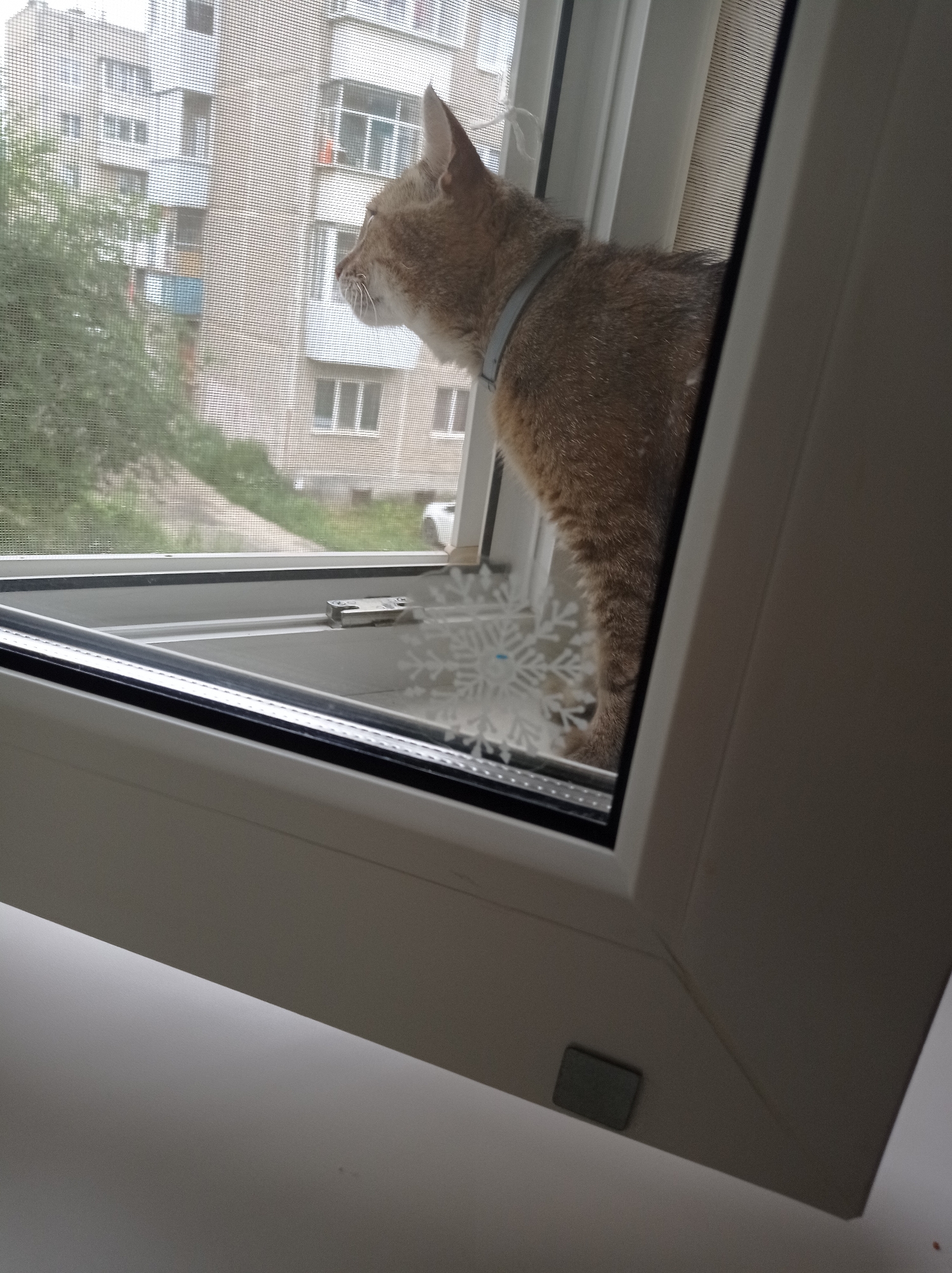 A medium shot captures a light brown domestic cat looking out of a window in an apartment building in Degtyarsk, Russia. The cat is wearing a light grey collar and its head is turned to the left, showing its profile. The window has a screen with a snowflake sticker on it. Outside the window, a brick apartment building with multiple windows and balconies is visible, along with some green trees and a small section of a road or sidewalk. The foreground shows the white frame of the window.