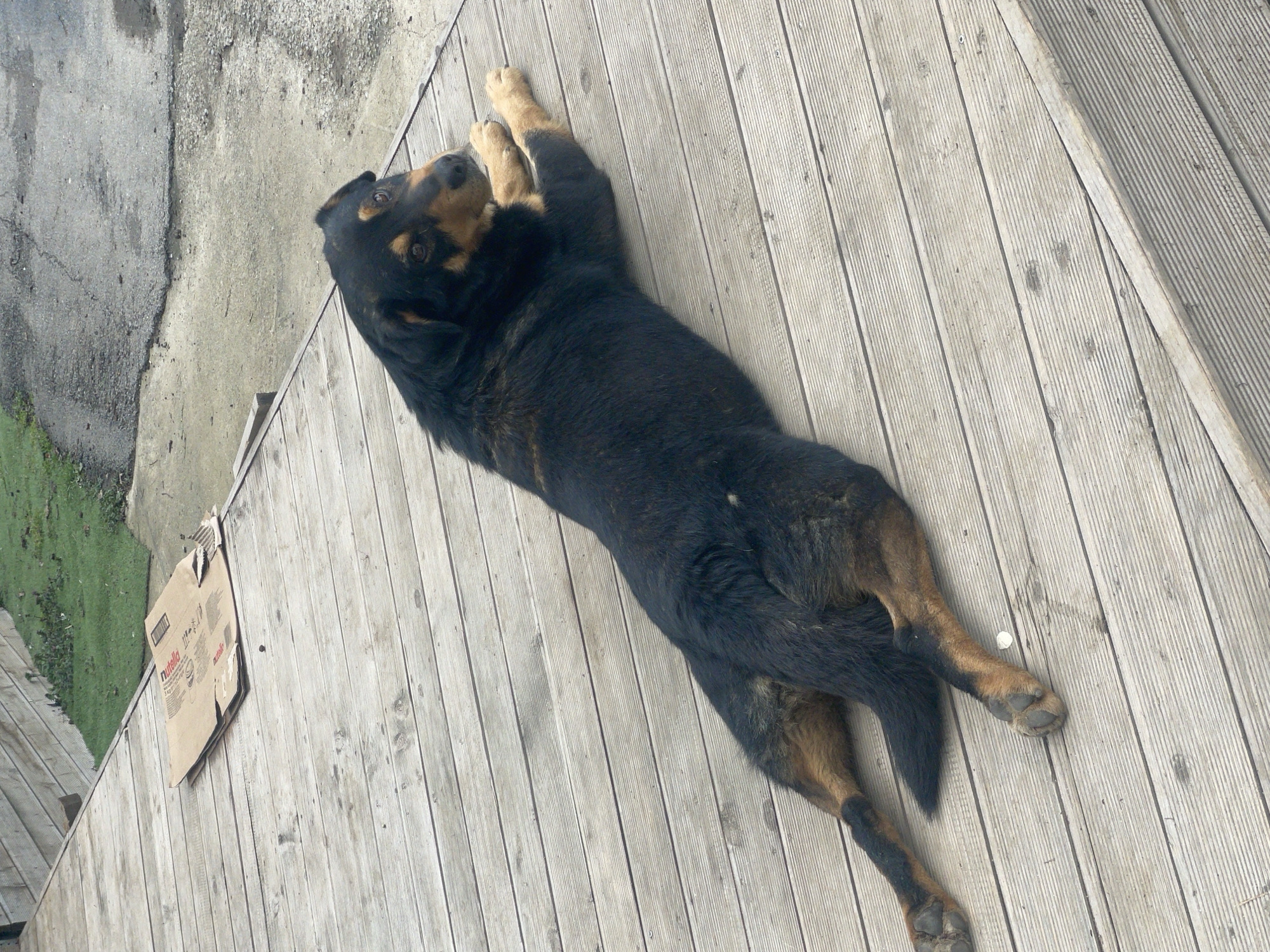 A medium-sized, black and brown dog lies on its back on a light gray wooden deck. The dog is oriented diagonally across the frame, with its head towards the upper left and its tail towards the lower right. The deck appears to be outdoors, with a patch of grass and a concrete surface visible in the upper left corner. A cardboard box with "Nutella" printed on it sits near the edge of the deck, next to the grass. There are no people visible in the image. The location is unknown and cannot be verified as Sofia, Bulgaria.