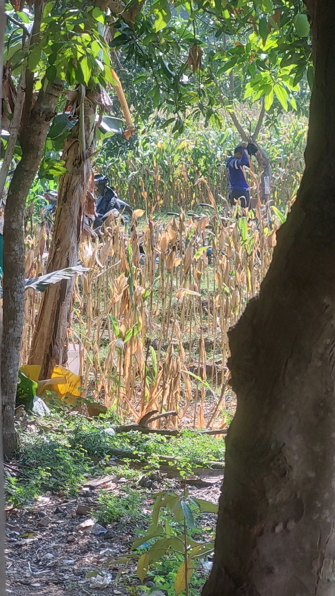 The image depicts an outdoor scene, likely a farm, in Bajang, Indonesia. In the background, a man in a blue shirt is standing in a cornfield, seemingly tending to the crops or performing some task. The corn stalks are dry and appear ready for harvest. To the left of the cornfield, a motorcycle is parked near a banana tree. The foreground is dominated by the textured bark of a large tree, obscuring a portion of the scene. Lush green vegetation covers the ground in front of the cornfield, with scattered rocks and debris also visible. The overall lighting suggests it is daytime, with sunlight filtering through the leaves of overhead trees.