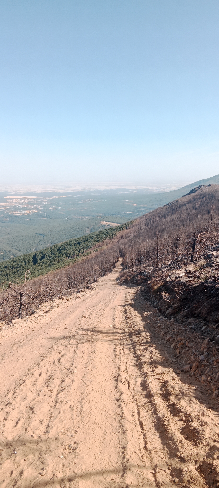 The image shows a dirt road winding uphill through a landscape marked by a recent forest fire. The right side of the road is lined with burnt, leafless trees, their skeletal branches creating a stark contrast against the clear blue sky. The road itself is made of reddish-brown dirt, with tire tracks visible. To the left of the road, a dense green forest begins, indicating areas that were spared from the fire or have started to regrow. In the distance, a vast, hazy plain stretches out, dotted with agricultural fields and hints of distant buildings. The overall scene depicts a mountainous, rural environment in the vicinity of Cerezo de Arriba, Spain, with evidence of environmental damage and the resilience of nature.