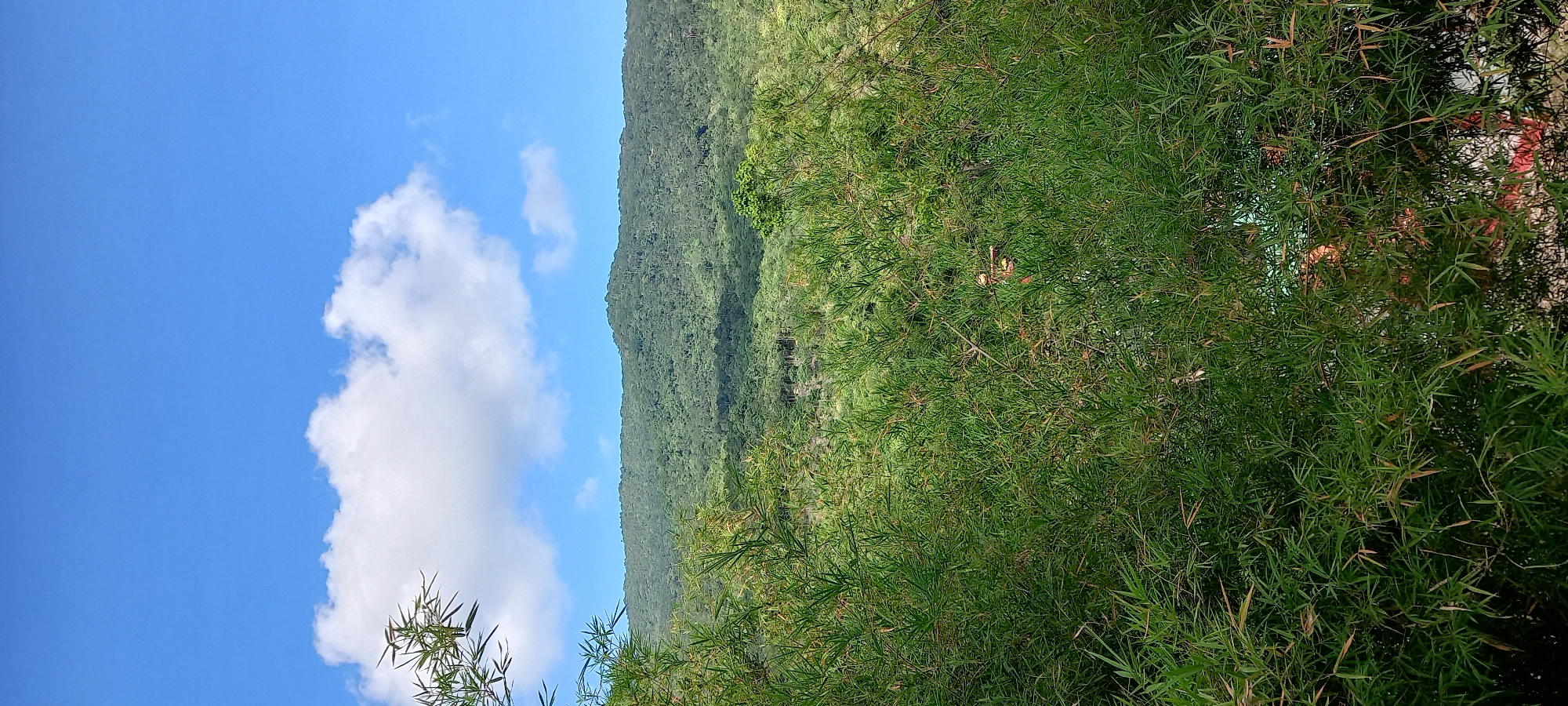 The image captures a vibrant natural landscape, characteristic of a tropical environment like Moo 7, Thailand. The scene is divided into distinct layers, transitioning from a clear blue sky to a dense forested mountain range, and finally to lush foreground foliage.
The top portion of the frame features a bright, azure blue sky, indicating a sunny day. Scattered white cumulus clouds are visible, particularly on the left side, adding texture to the expanse of blue.
Below the sky, stretching horizontally across the midground, is a prominent mountain or hill range. It is covered in a dense, unbroken canopy of dark green trees and vegetation, suggesting a rich, healthy forest. The contours of the ridge are gentle, implying a verdant, rolling landscape.
The foreground and right side of the image are dominated by a thick growth of bright green, slender-leaved foliage, likely bamboo or a similar plant. This dense greenery creates a textured screen, partially obscuring the view behind it. Peeking through this foliage, particularly towards the middle-right, are glimpses of human structures or objects. These appear as irregular shapes of orange, red, and white, with some yellowish highlights, suggesting elements of a building or man-made features nestled within the natural surroundings.
The time of day appears to be sunny, likely mid-day, given the bright illumination and clear skies. The weather is fair and pleasant. No specific activity or event is overtly depicted, and no people are visible, emphasizing the natural serenity of the location with subtle hints of human presence. There is no visible text in the image.