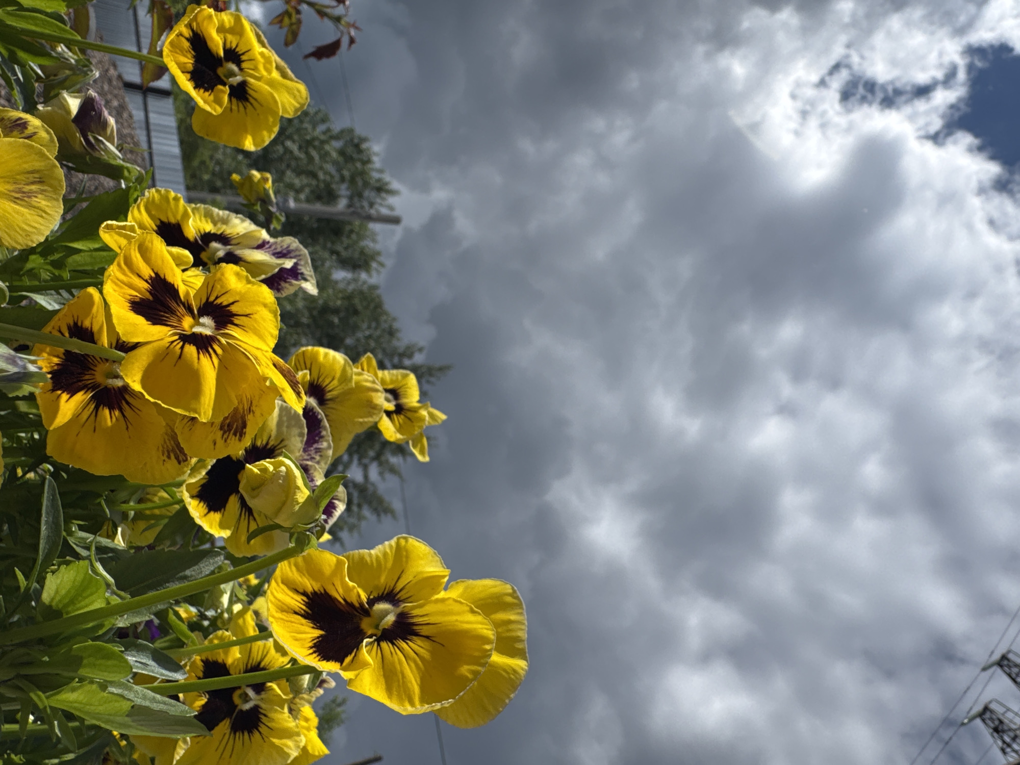 The image features yellow and black pansy flowers in the foreground, contrasting with a cloudy sky that occupies a significant portion of the frame. A glimpse of trees and utility poles is visible in the background. The photograph was taken in the city of Chaikovsky, Russia.