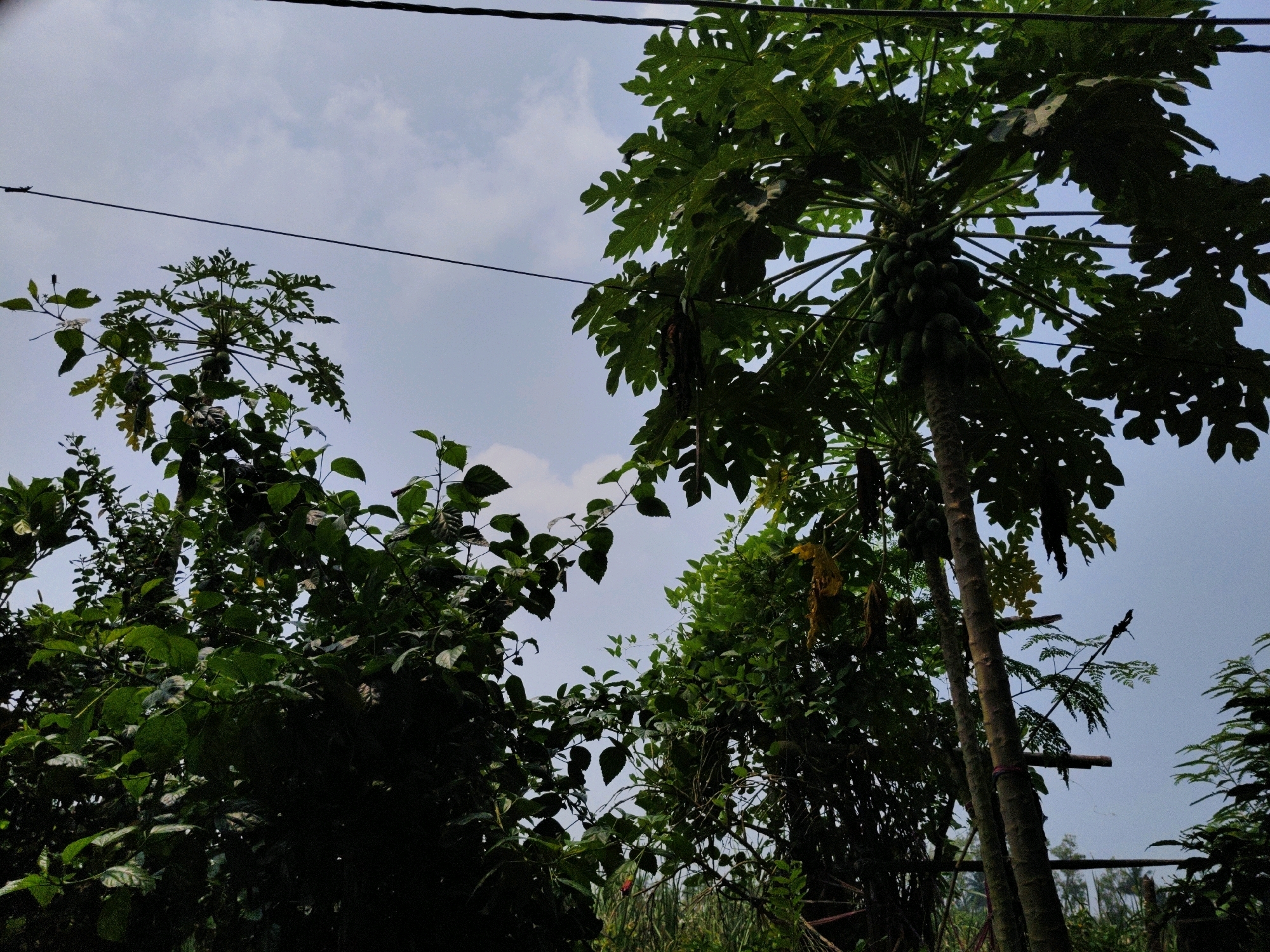 This is a low-angle, outdoor, daytime photograph featuring lush green foliage and a papaya tree laden with fruit, set against a cloudy sky. Two dark electrical wires traverse the upper portion of the frame. The foreground is dominated by dense vegetation, with a prominent papaya tree on the right side of the image. This tree has a rough, textured trunk and its branches are heavily laden with clusters of green papayas. The leaves of the papaya tree are large and palmate. To the left and in the background, other trees and plants with smaller, darker green leaves are visible. The overall impression is one of a tropical or subtropical environment, possibly a garden or an area with abundant plant growth. The lighting suggests an overcast day, with diffused light illuminating the scene. The image captures a natural, verdant setting. The scene is indicative of a typical rural or semi-urban landscape in Kalyani City, India, where such vegetation and fruit-bearing trees are common, often seen in residential areas or near farms.