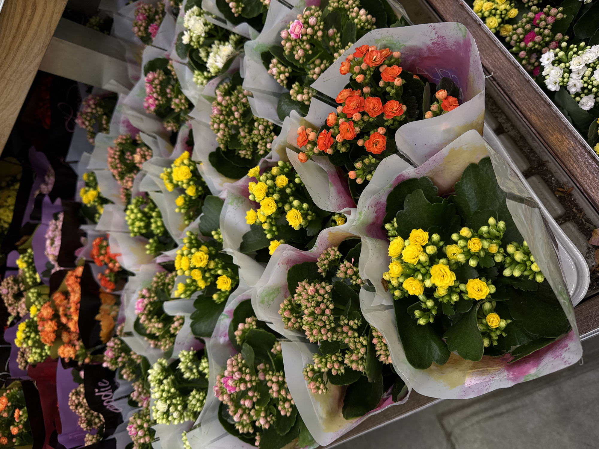 The image shows a shelf in a store holding multiple Kalanchoe blossfeldiana plants wrapped in protective paper. The plants display a variety of colors, including white, pink, yellow, and orange. The setting suggests a retail environment, likely a garden center or florist shop. There is no indication of the location being Izhevsk, Russia.