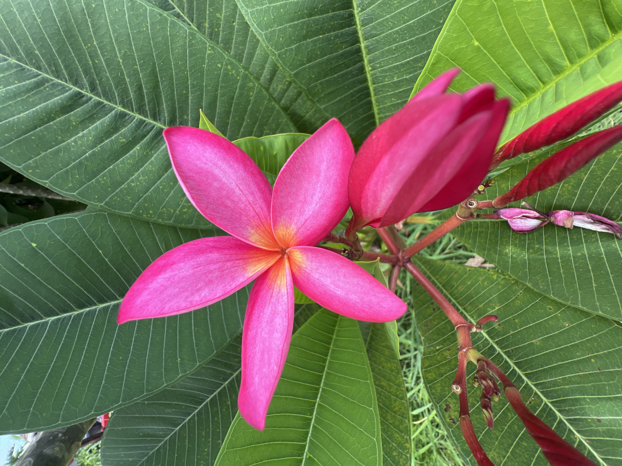 A close-up shot captures a vibrant pink Plumeria flower and its unopened bud set against a backdrop of large, green, veined leaves. The flower exhibits five petals, with a warm yellow-orange hue at its center. A second, tightly furled pink bud is positioned below and to the right of the bloom. Dark red stems and smaller, undeveloped buds are also visible. The scene appears to be outdoors, possibly in a garden, given the lush foliage and the presence of grass at the bottom of the frame. The lighting suggests it is daytime. The image does not contain any people or discernible actions, focusing solely on the botanical elements. The location is identified as Choeng Thale, Thailand.