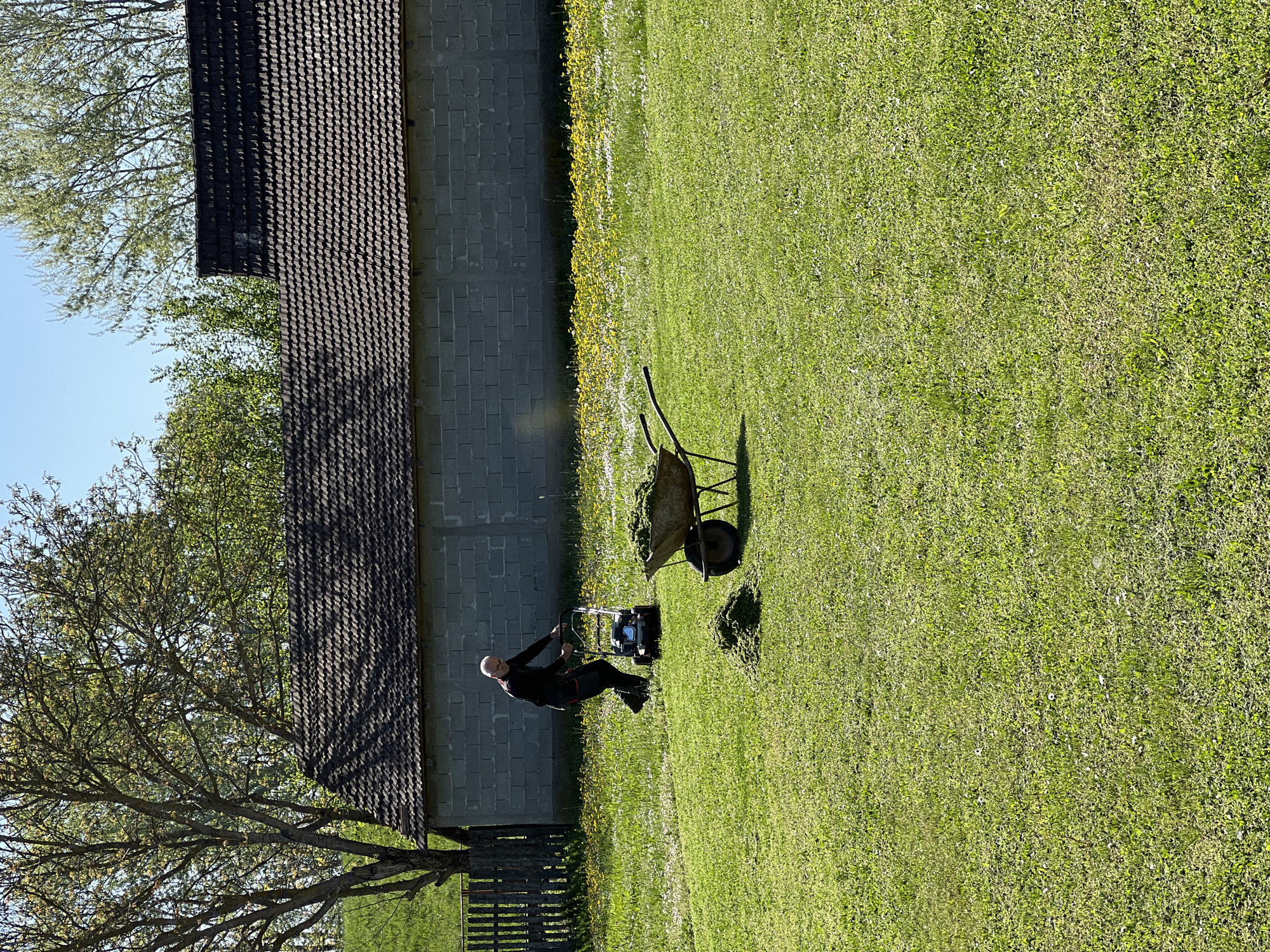 The image shows a man mowing a lawn in what appears to be a residential area. He is dressed in dark clothing and is using a walk-behind lawnmower. A wheelbarrow filled with grass clippings is positioned nearby. The lawn is green and well-maintained. In the background is a building with a dark shingle roof and light-colored brick or block walls. There is a tree to the left of the building. The photo appears to be taken in bright sunlight. The image location is likely Sremska Raca, Serbia.