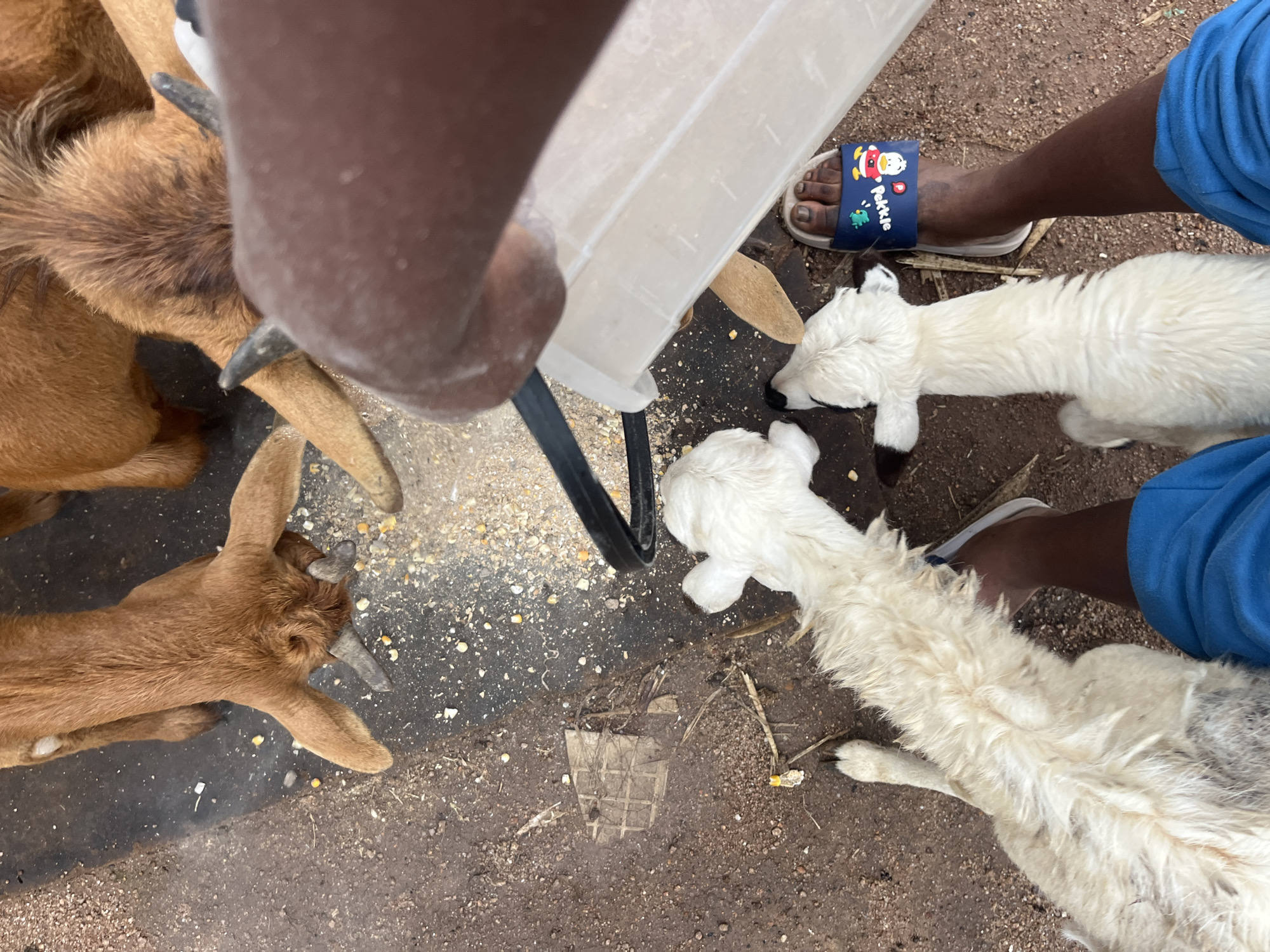 In Jos, Nigeria, an overhead view captures a feeding scene involving goats and a person. Several brown goats are gathered around a dark surface, presumably the ground, consuming scattered grain. A person's hand is visible, holding a white plastic container from which more grain appears to be dispensed. Two white goats, likely young, are also present and appear to be eating. The ground is a mixture of dirt and gravel, with some debris scattered around. The person's feet are also in the frame, wearing blue shorts and a sandal adorned with cartoon characters and text. The environment suggests an outdoor setting, possibly a farm or an open area within the city.