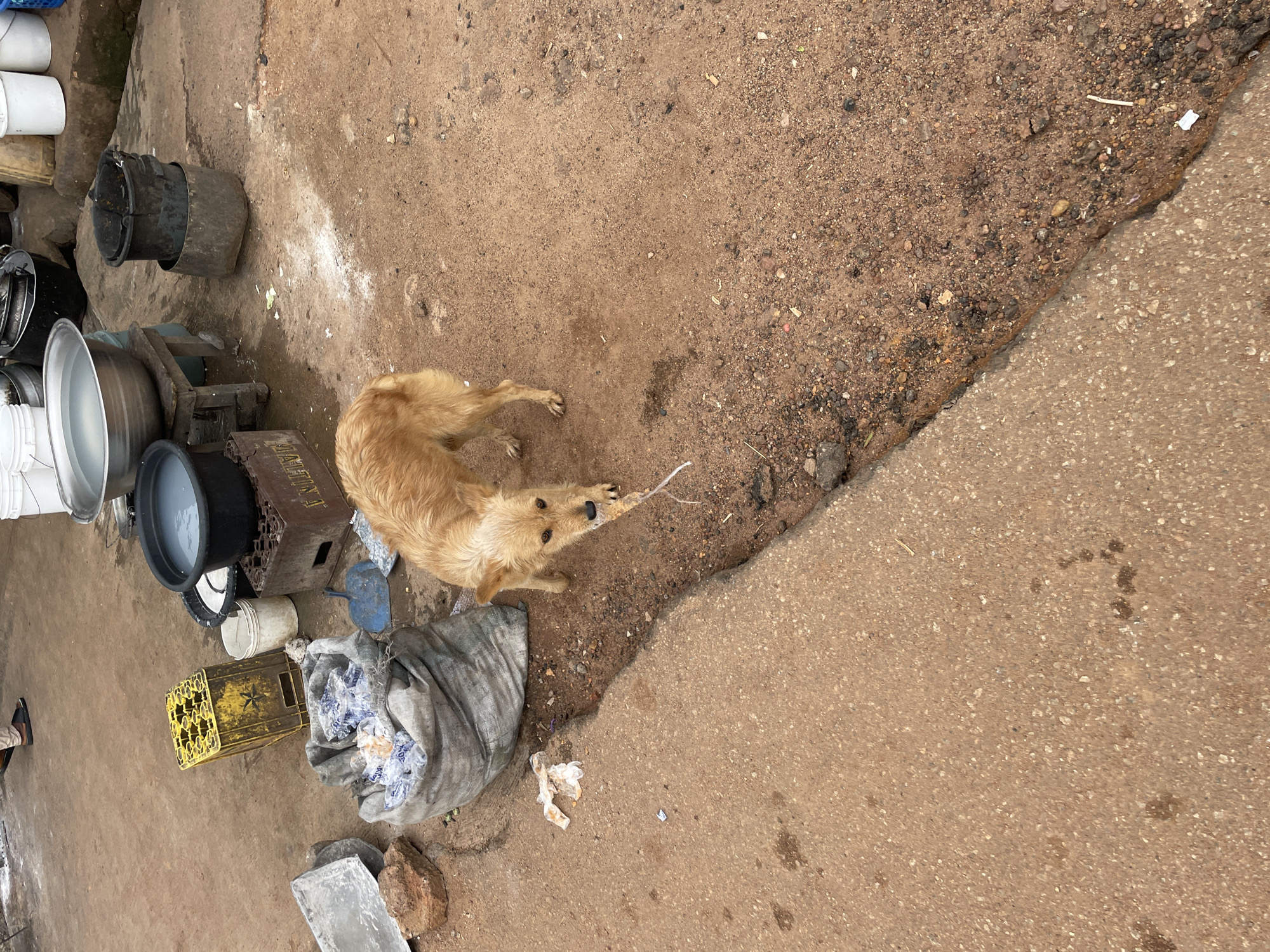 A medium shot captures a golden-brown dog in an outdoor environment that appears to be a yard or alleyway in Jos, Nigeria. The dog stands on a patch of dirt and gravel, with its head lowered and its mouth grasping a thin, white object, possibly a piece of string or plastic. The dog's fur is medium length and slightly disheveled.
In the background, to the left of the dog, is a large, gray, woven bag filled with what appears to be plastic-wrapped items. Near the bag, there is a rusty yellow crate with indentations for bottles, a blue dustpan, and a small white bucket. To the right of the crate is a dark brown wooden crate. Further back, a large, shallow, metallic basin filled with water rests on a wooden stool. Next to this basin is a black bucket, and another larger, black bucket stacked on top of a metal rim. Several white plastic buckets are visible in the far background.
The ground is a mix of packed dirt, gravel, and some areas of concrete. There are scattered pieces of debris, including plastic wrappers and small rocks. The overall impression is of a utilitarian or possibly impoverished outdoor area. The lighting suggests it is daytime, with diffused light.