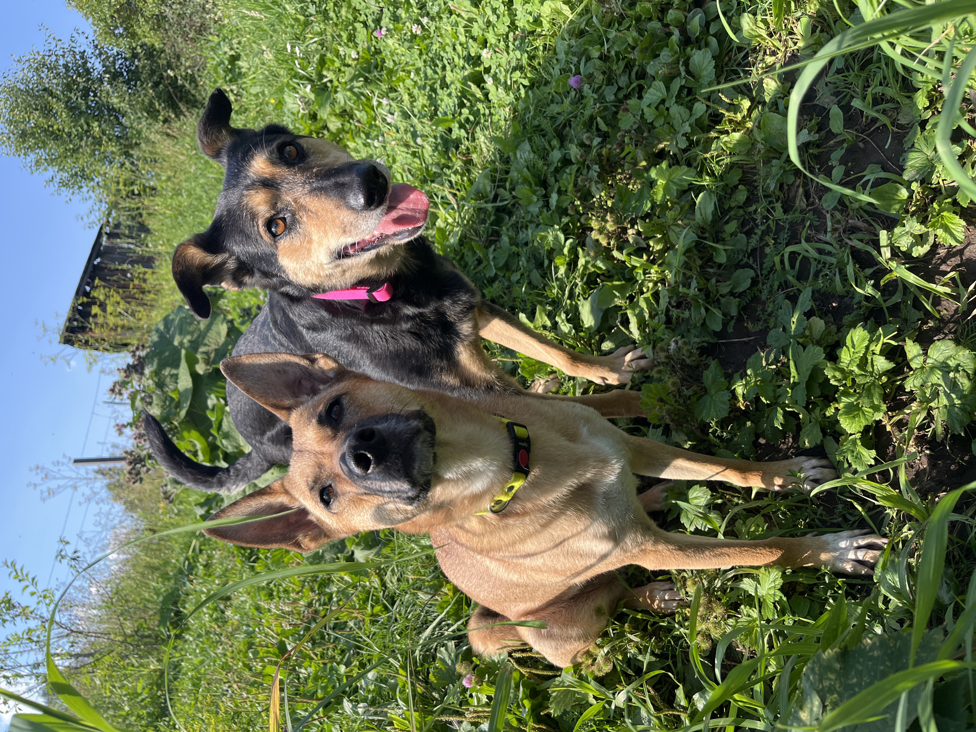 Two dogs, one light brown and one black and tan, are in a grassy area with a wooden structure in the background. The light brown dog is in the foreground, looking towards the camera. The black and tan dog is behind and to the right of the light brown dog, with its tongue hanging out. The background shows a grassy slope with a dilapidated wooden building, trees, and a fence under a clear blue sky. The location is described as Nizhny Tagil, Russia.