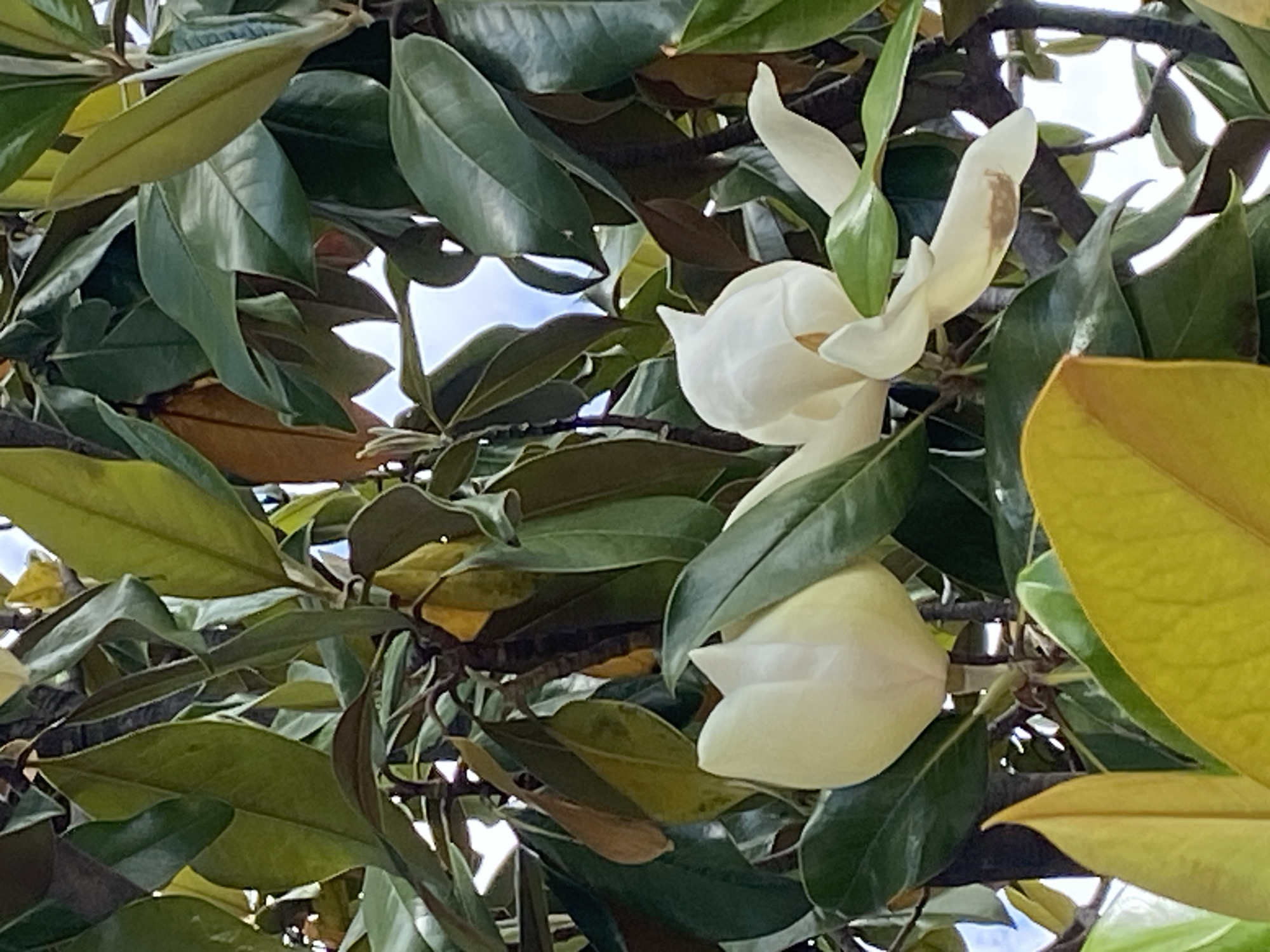 The image shows two white magnolia blossoms amidst dark green leaves, some of which are tinged with yellow. The leaves are glossy and appear to be from a magnolia tree. A small patch of blue sky is visible in the upper left corner. The location is possibly Budva, Montenegro. There are no people in the image.