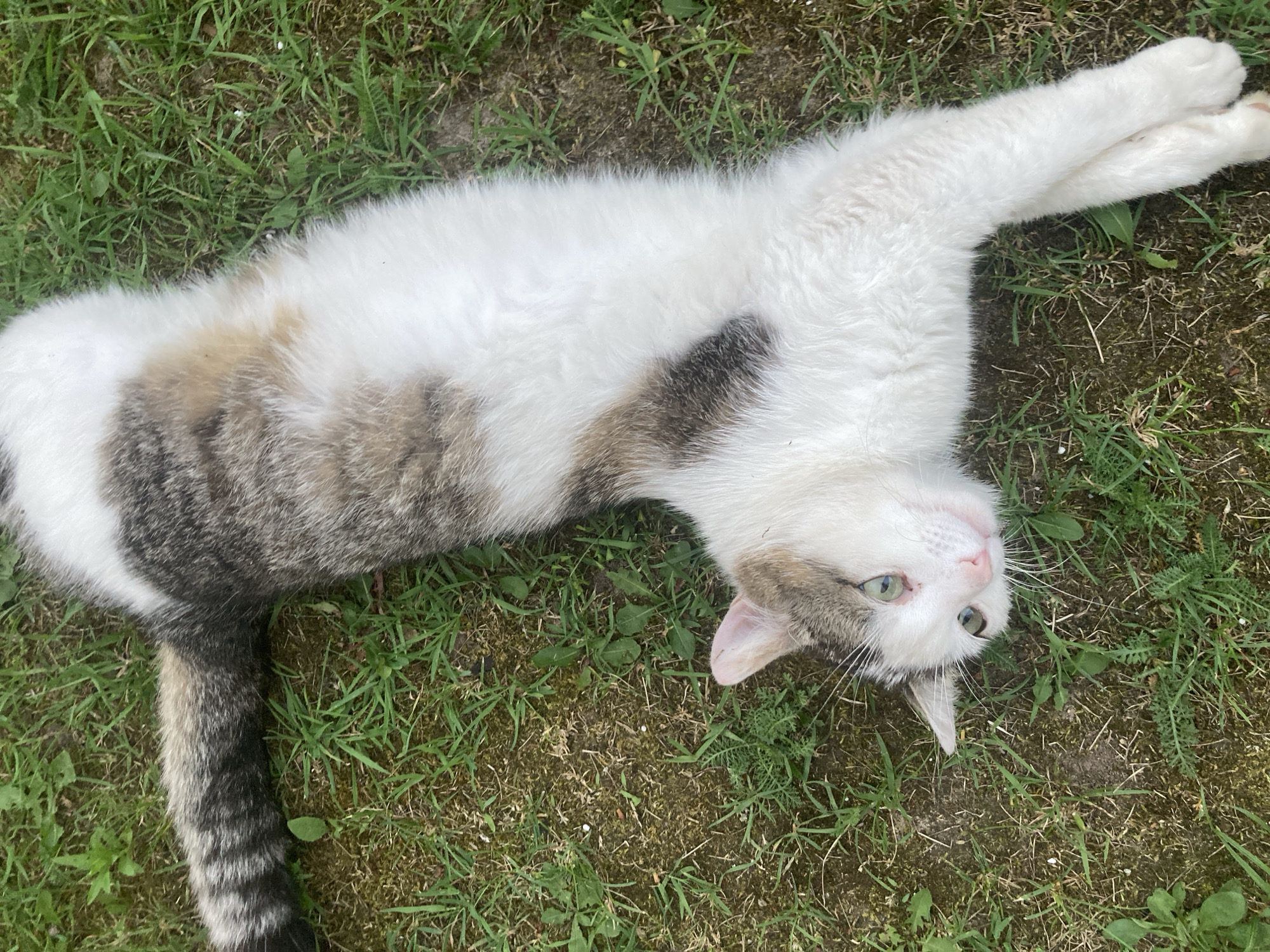 The media file shows a cat lying on its back in the grass. The cat is predominantly white with patches of gray and brown tabby markings. Its tail is visible and also features tabby stripes. The cat's eyes are a light green color and it appears to be looking upwards. Its front paws are crossed over its chest. The setting is outdoors with green grass and some brown dirt visible. The lighting suggests it is daytime.