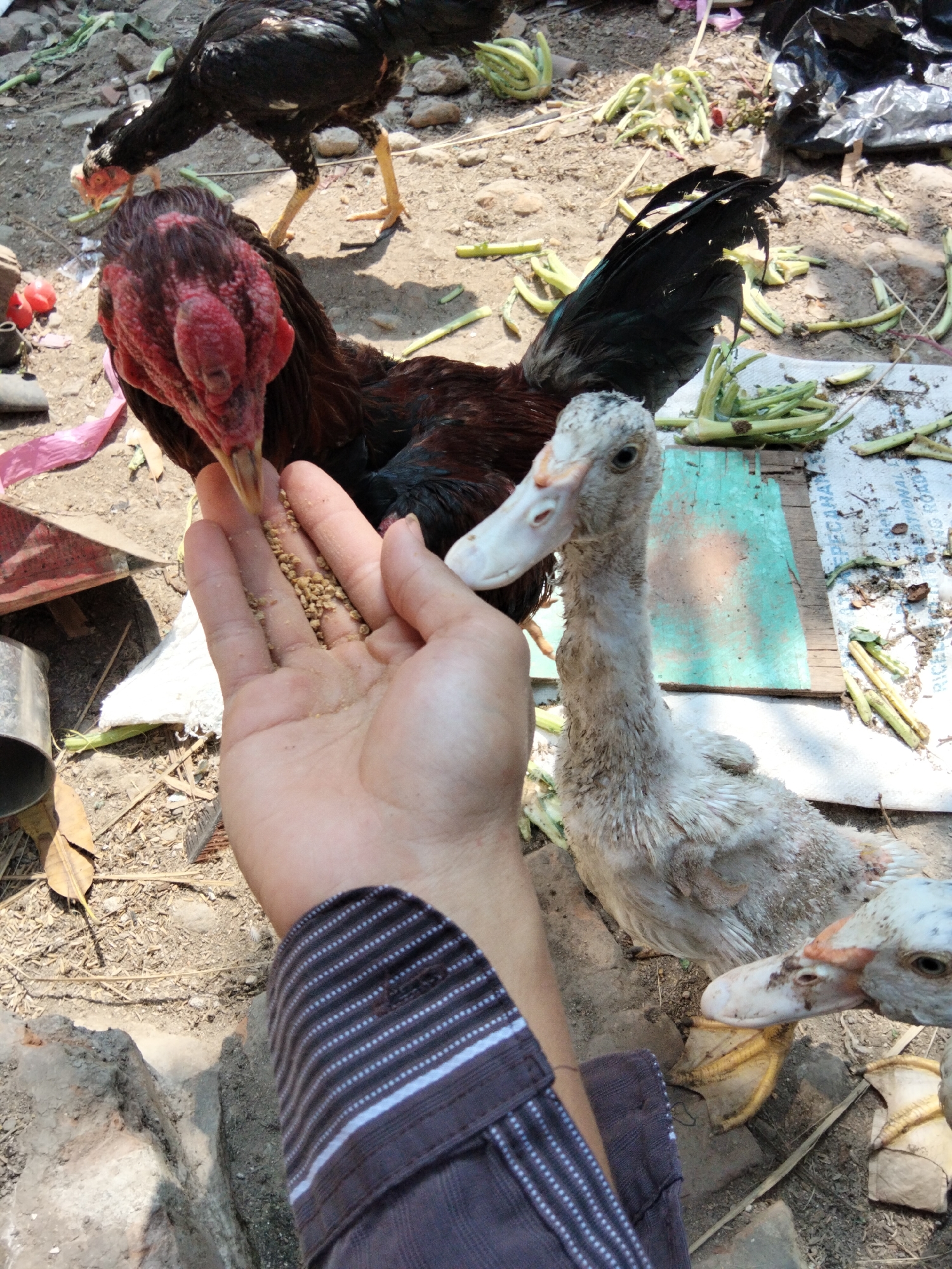 In the courtyard of Kantor Kuwu Babakan, Indonesia, a person's hand, holding a small amount of birdseed, is extended towards a rooster. The rooster, predominantly black with maroon feathers on its neck, is shown with its head lowered towards the hand, appearing to eat. To the right of the rooster, a young white duck with a long neck is visible, its beak touching the hand that is feeding the rooster. Further to the right, another duck, mostly out of frame, is seen with its head and beak reaching towards the hand. The ground is covered in dirt, scattered with dried leaves and green plant stalks. In the background, a black plastic bag and some rocks are present, contributing to the rustic outdoor environment.
